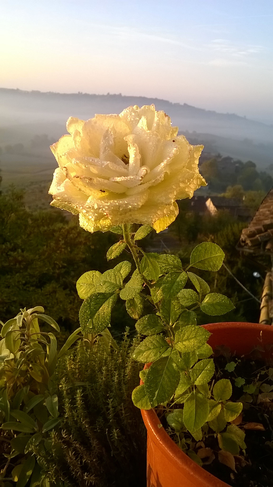 Quanto Dura Una Rosa Fiorita? La Mia Curata Con #AcquaBase