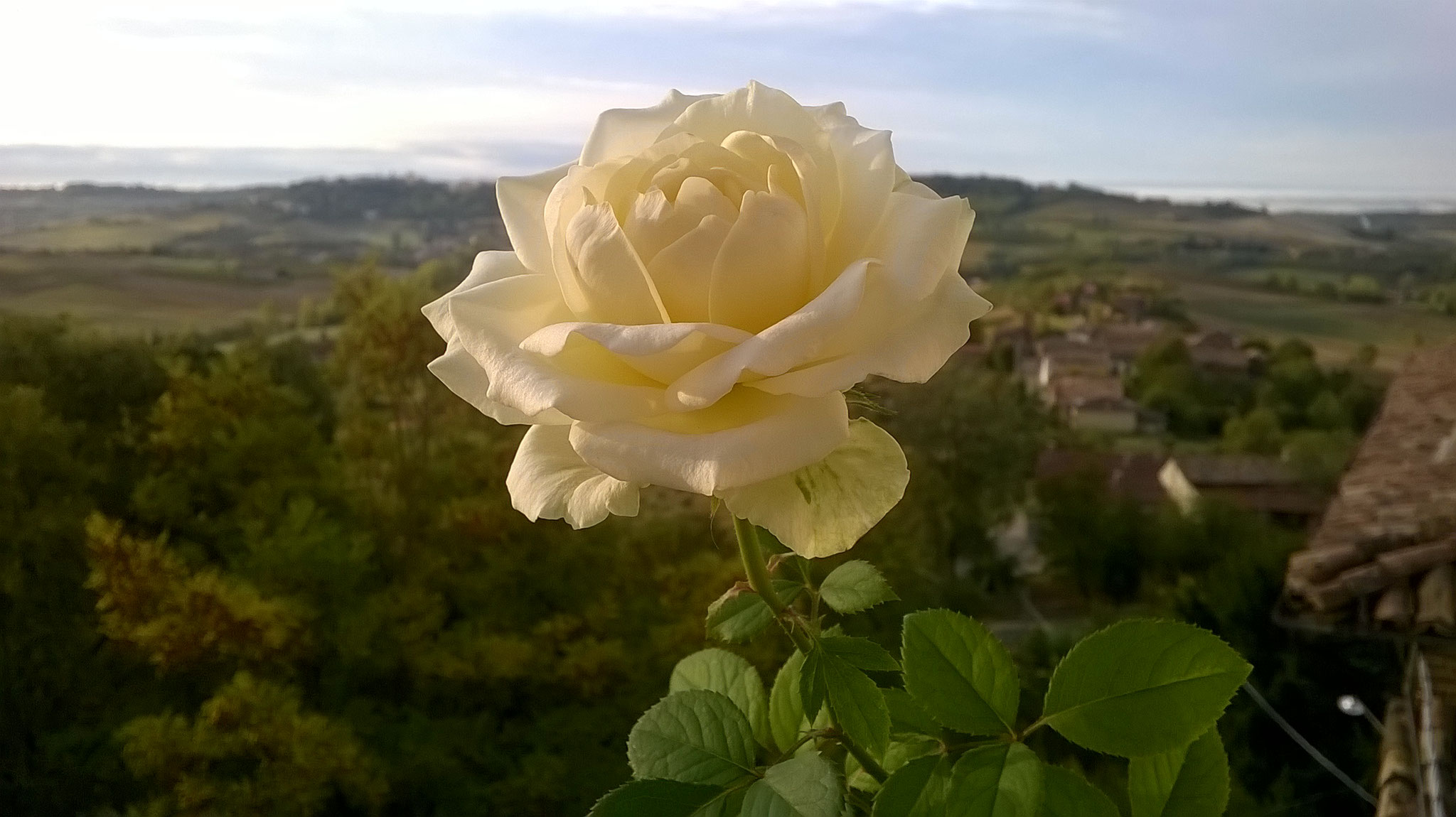 Quanto Dura Una Rosa Fiorita? La Mia Curata Con #AcquaBase