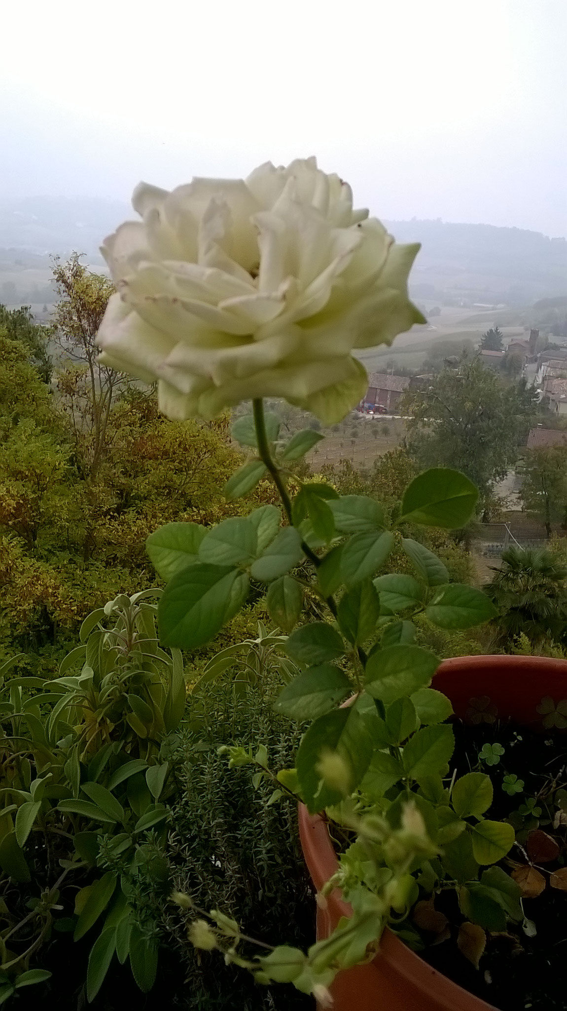 Quanto Dura Una Rosa Fiorita? La Mia Curata Con #AcquaBase