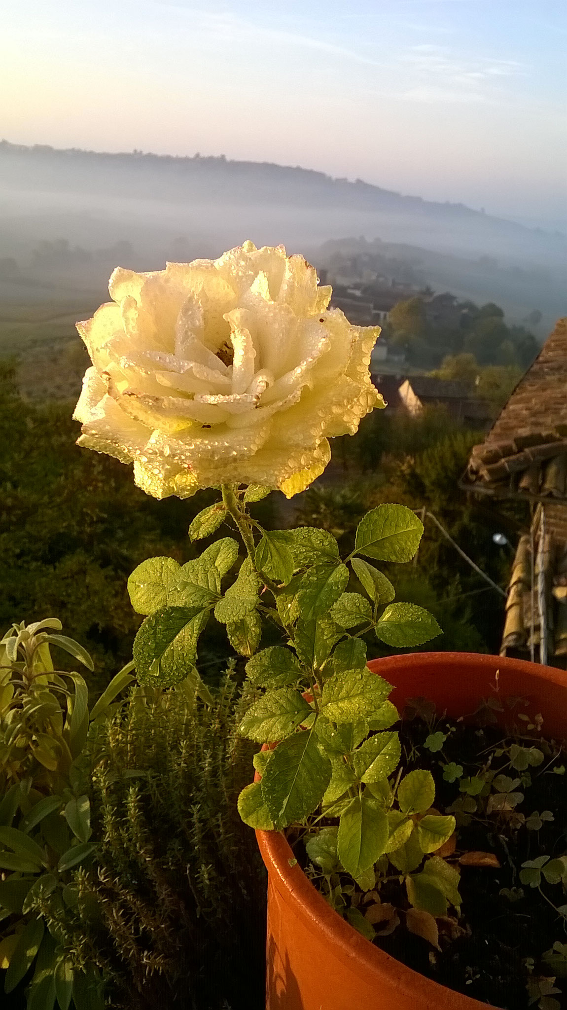 Quanto Dura Una Rosa Fiorita? La Mia Curata Con #AcquaBase