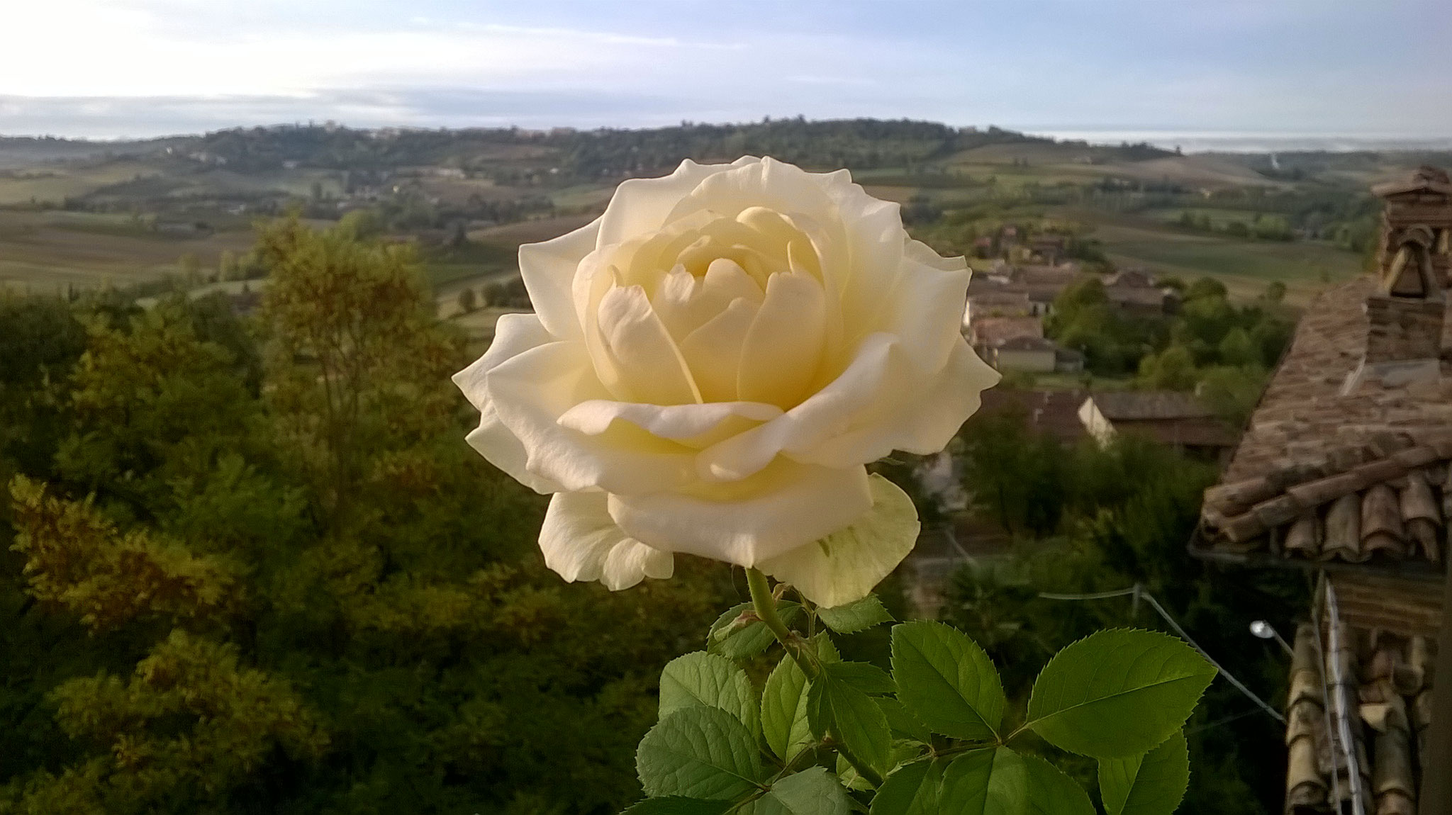 Quanto Dura Una Rosa Fiorita? La Mia Curata Con #AcquaBase