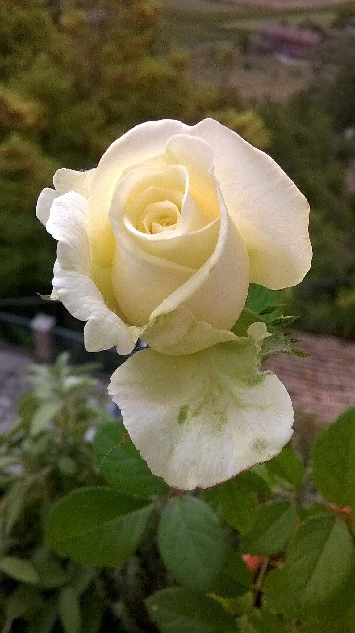 Quanto Dura Una Rosa Fiorita? La Mia Curata Con #AcquaBase