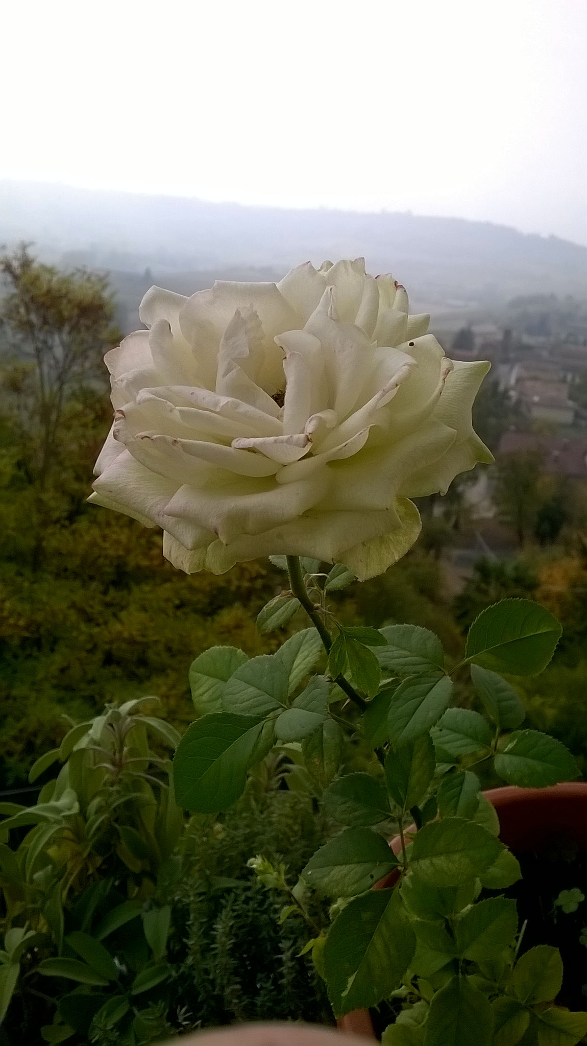 Quanto Dura Una Rosa Fiorita? La Mia Curata Con #AcquaBase