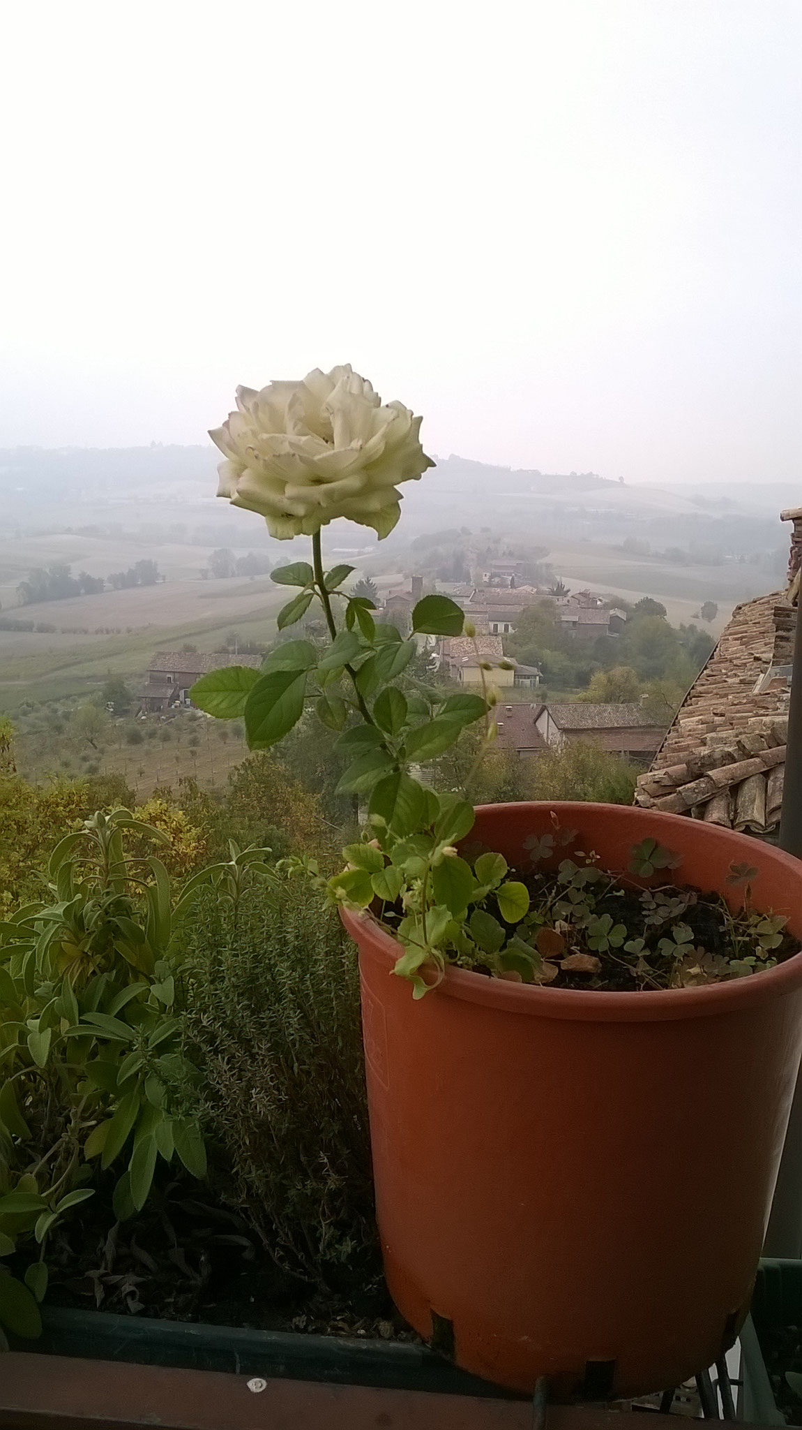 Quanto Dura Una Rosa Fiorita? La Mia Curata Con #AcquaBase