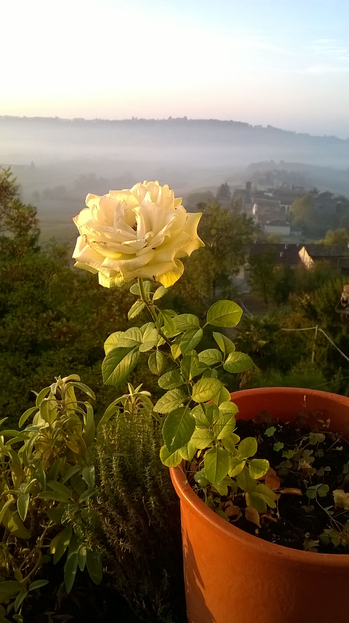 Quanto Dura Una Rosa Fiorita? La Mia Curata Con #AcquaBase