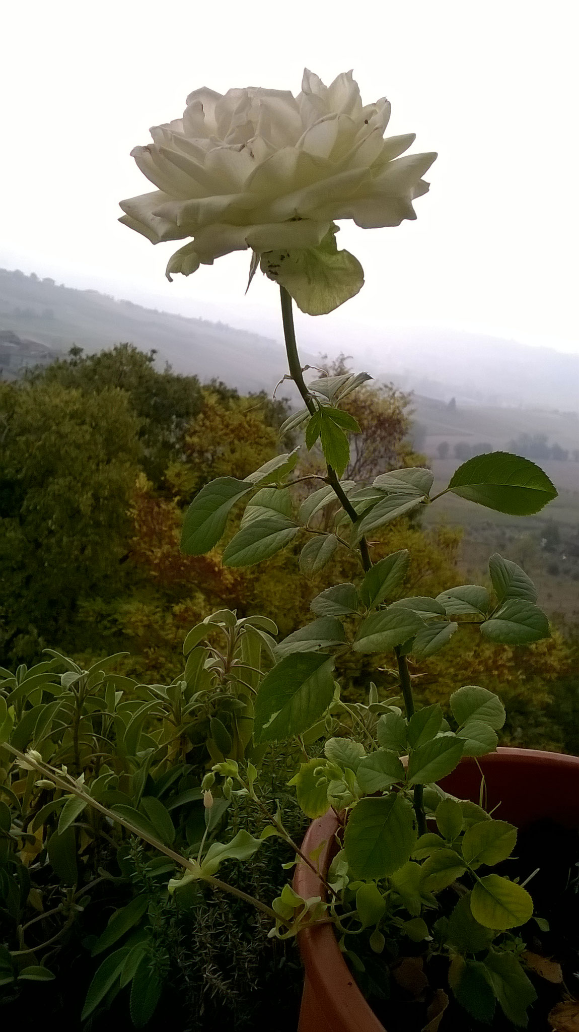 Quanto Dura Una Rosa Fiorita? La Mia Curata Con #AcquaBase