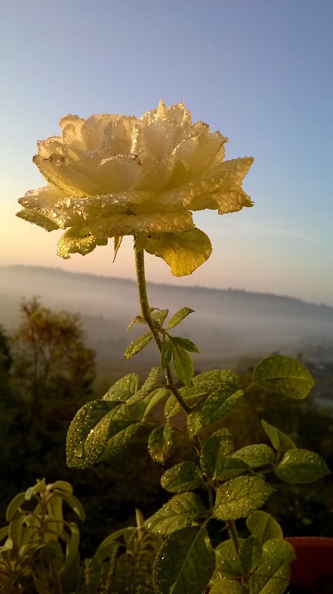 Quanto Dura Una Rosa Fiorita? La Mia Curata Con #AcquaBase