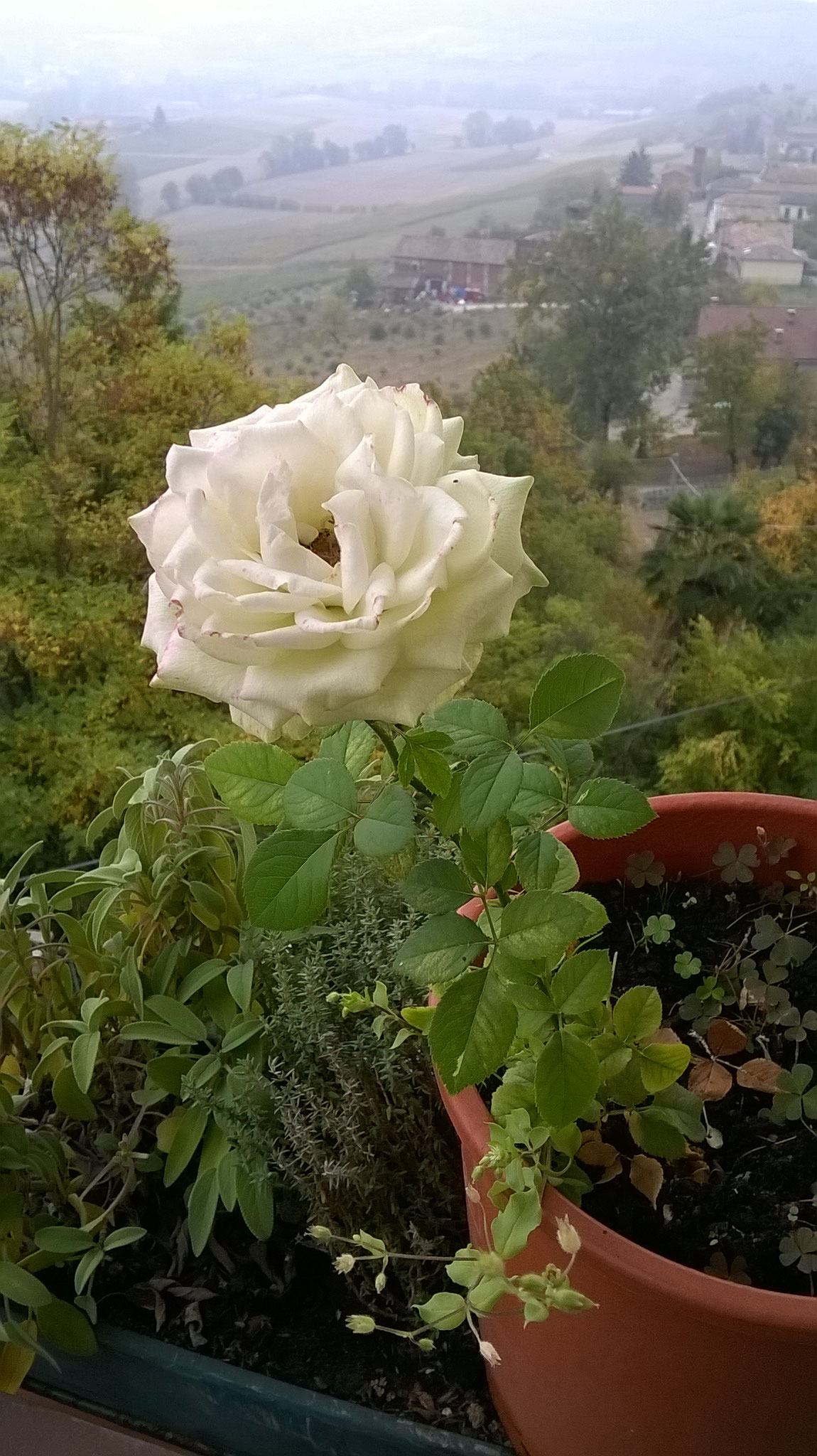 Quanto Dura Una Rosa Fiorita? La Mia Curata Con #AcquaBase