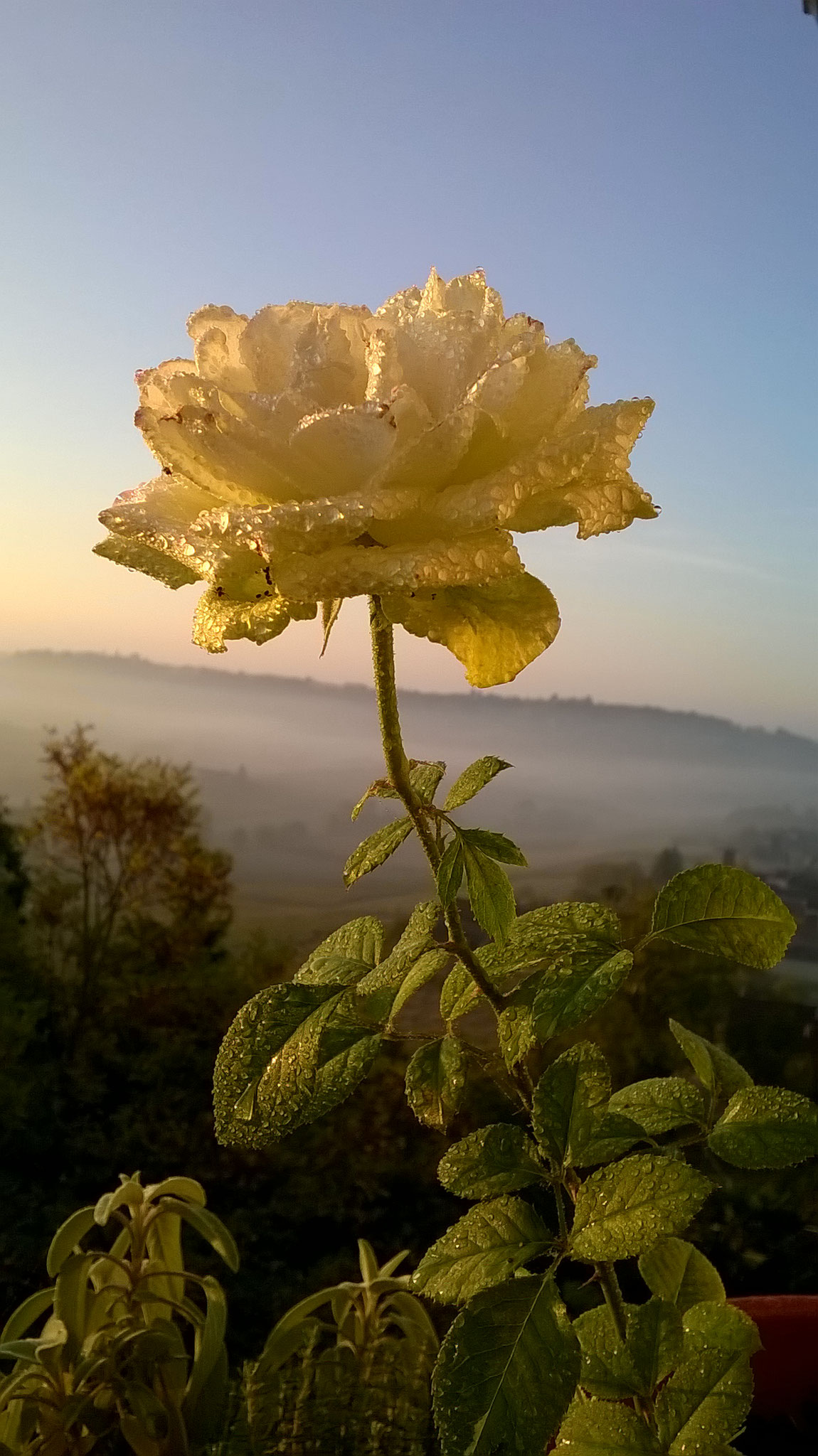 Quanto Dura Una Rosa Fiorita? La Mia Curata Con #AcquaBase