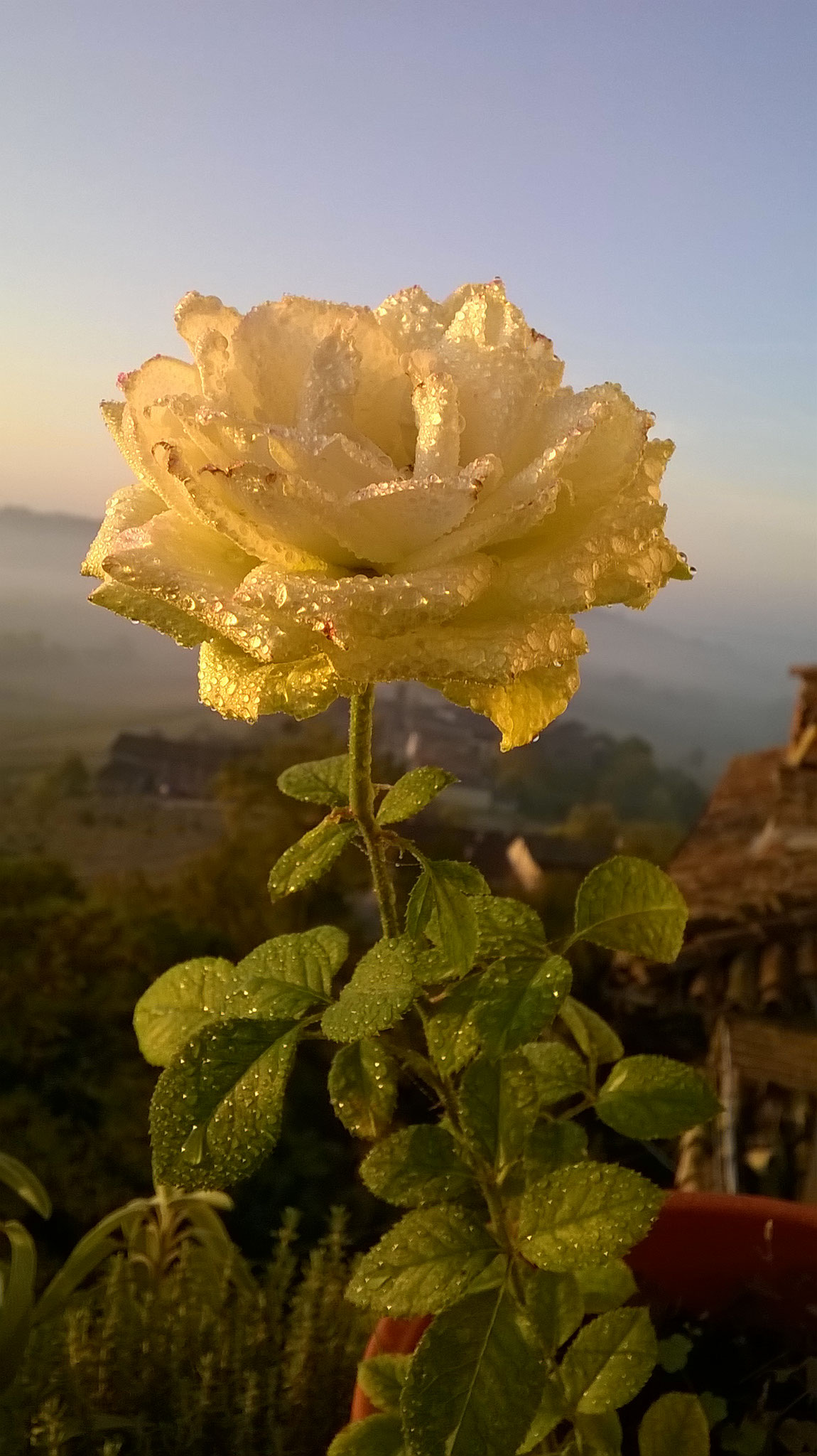 Quanto Dura Una Rosa Fiorita? La Mia Curata Con #AcquaBase