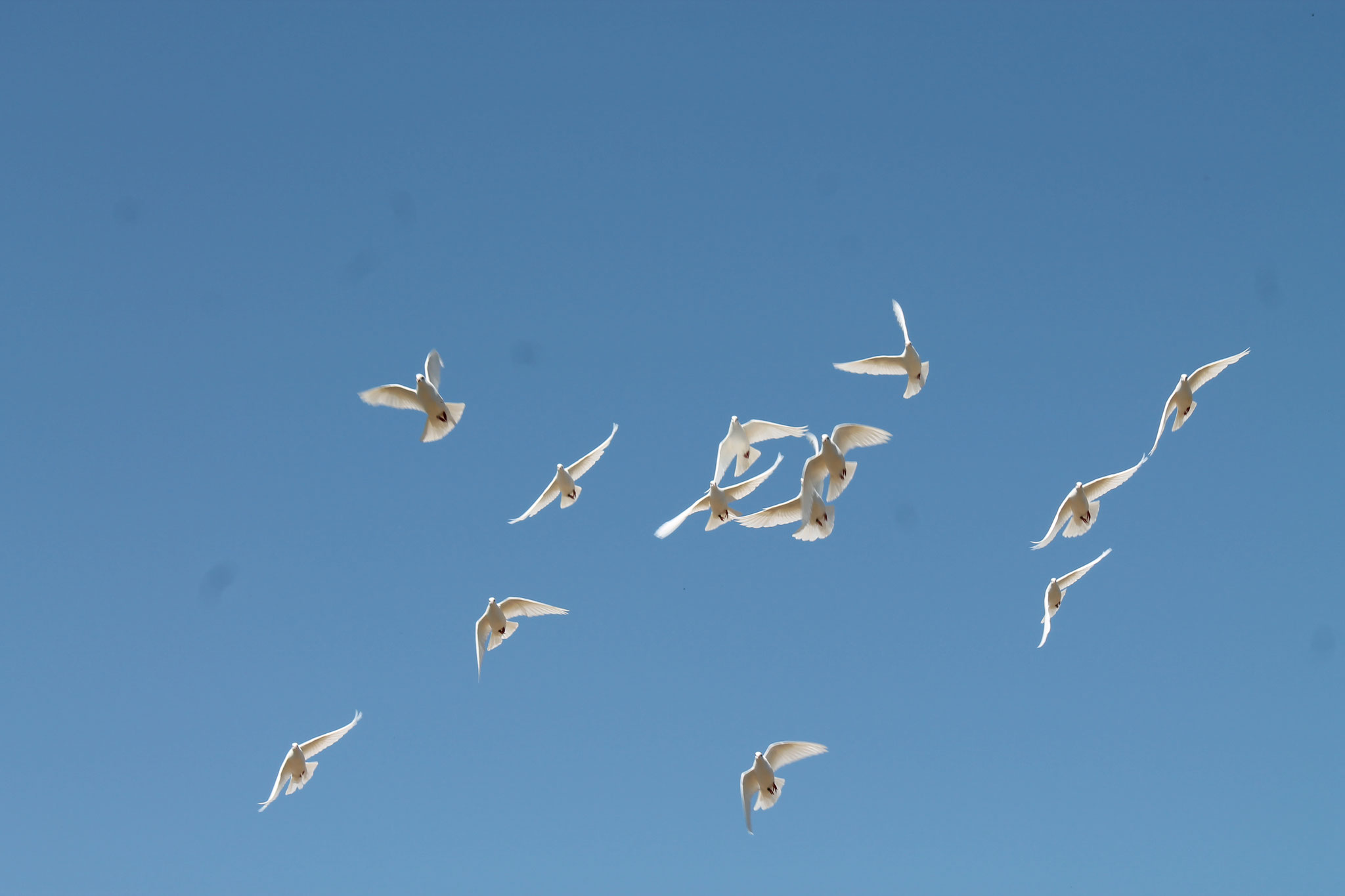 die weißen Tauben steigen auf und werden kreisen