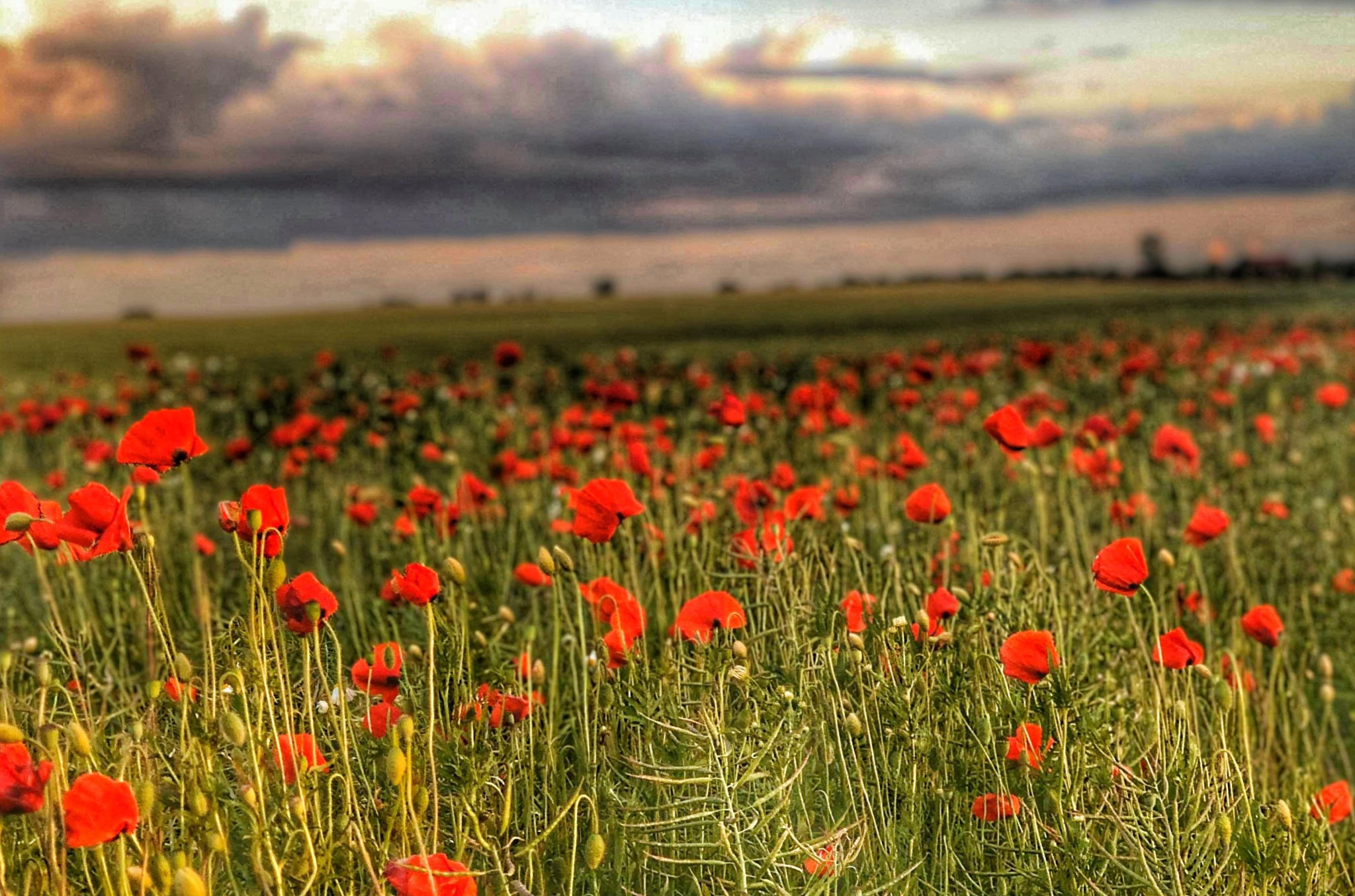 Ștefana Lăța (RO)