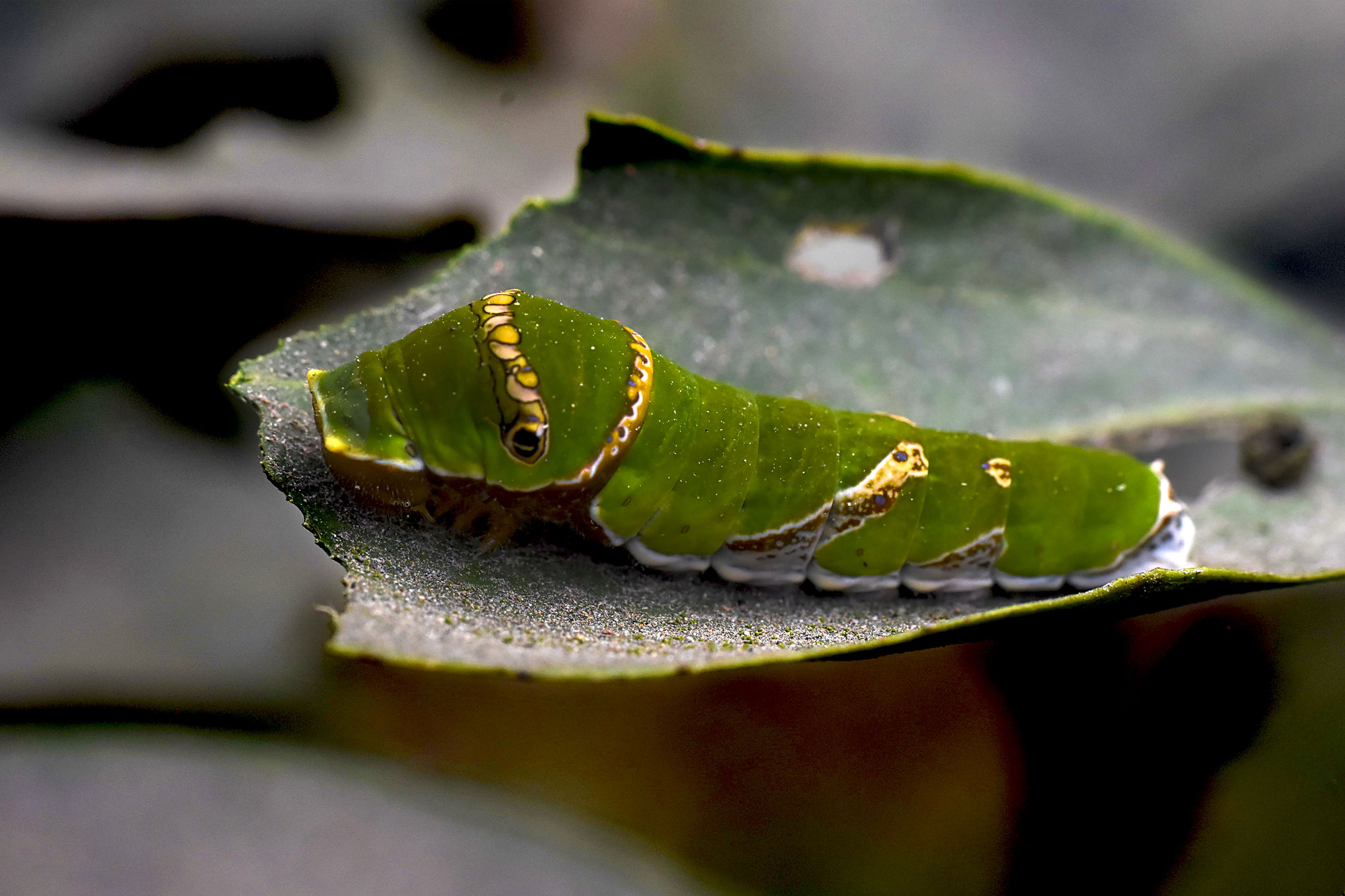 Subasis Datta