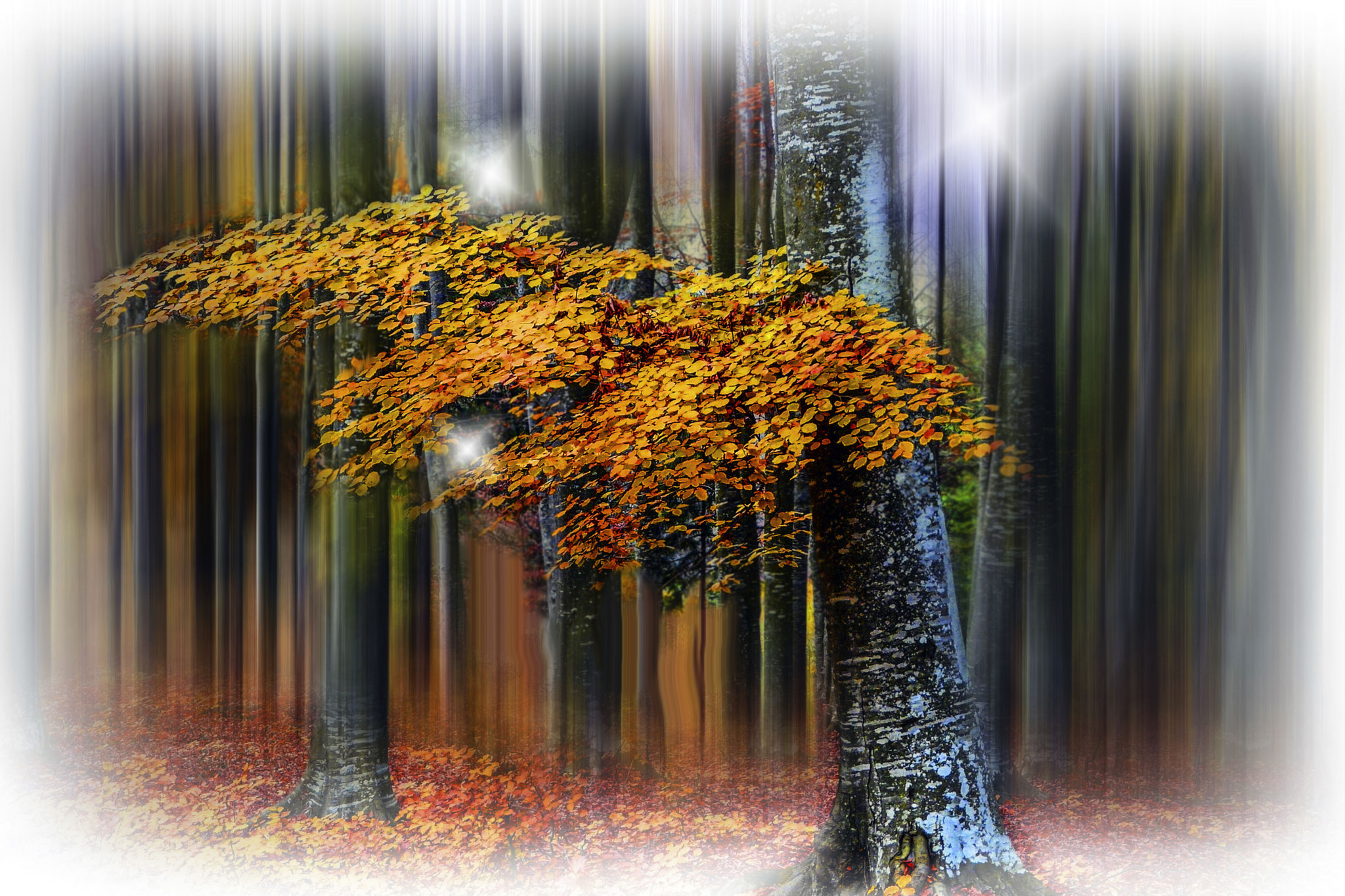 Incze Domokos AFIAP (RO) - Autumn foliage