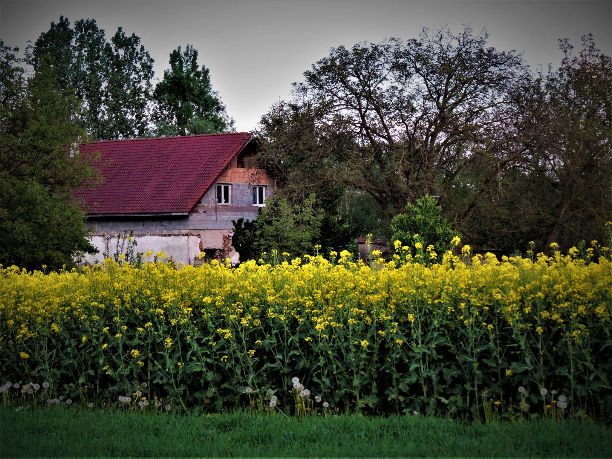 Jakab Zsófia (SK)