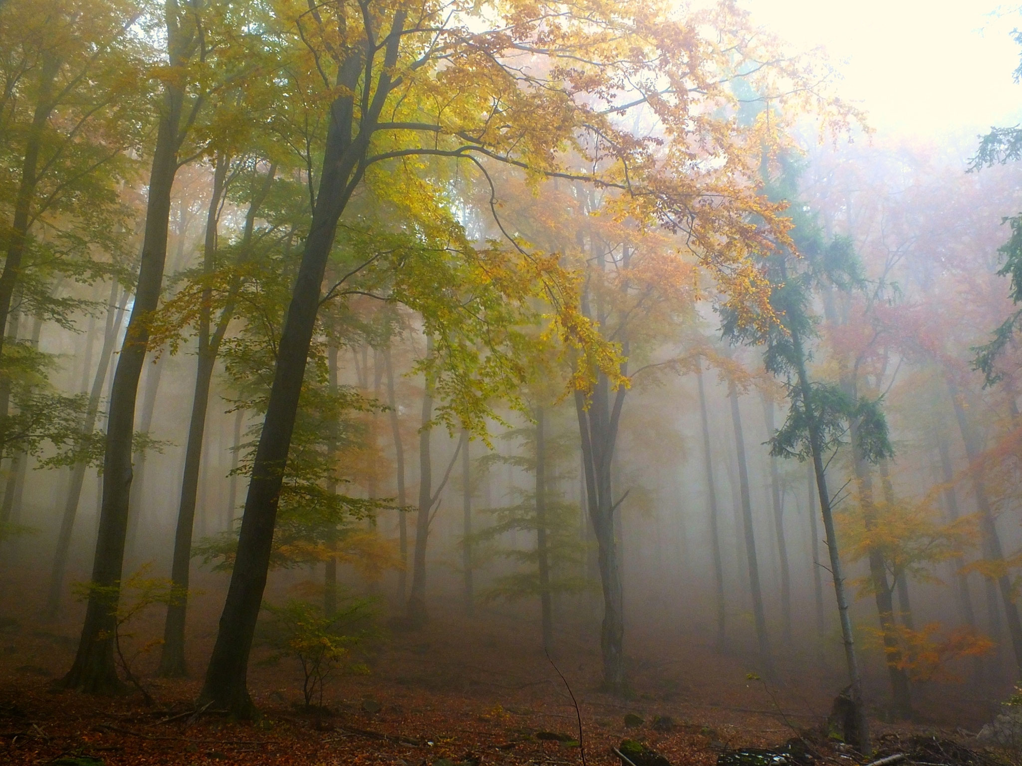 Incze László AFIAP (RO) - Foggy forest