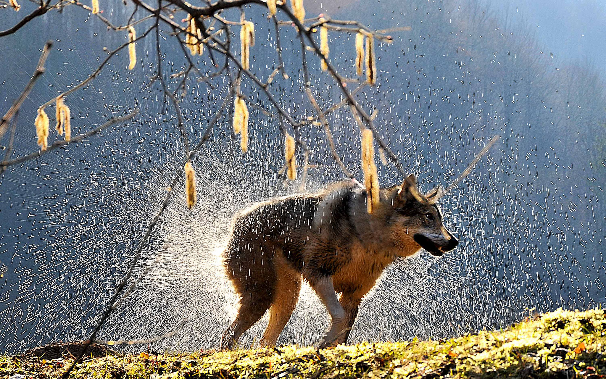 Vayl Fitskolynets (Ukraine) - Wolf in the forest