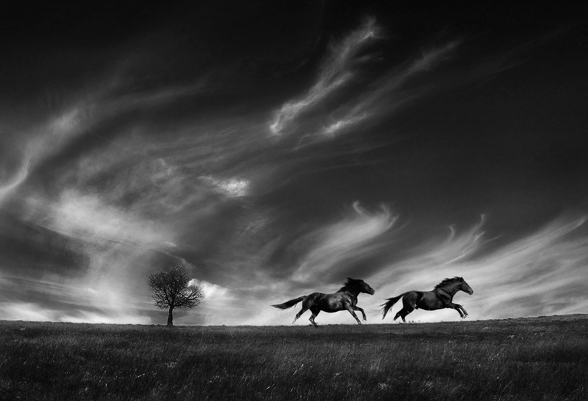 Nagy Lajos EFIAP d3 (Romania) - Running with the wind