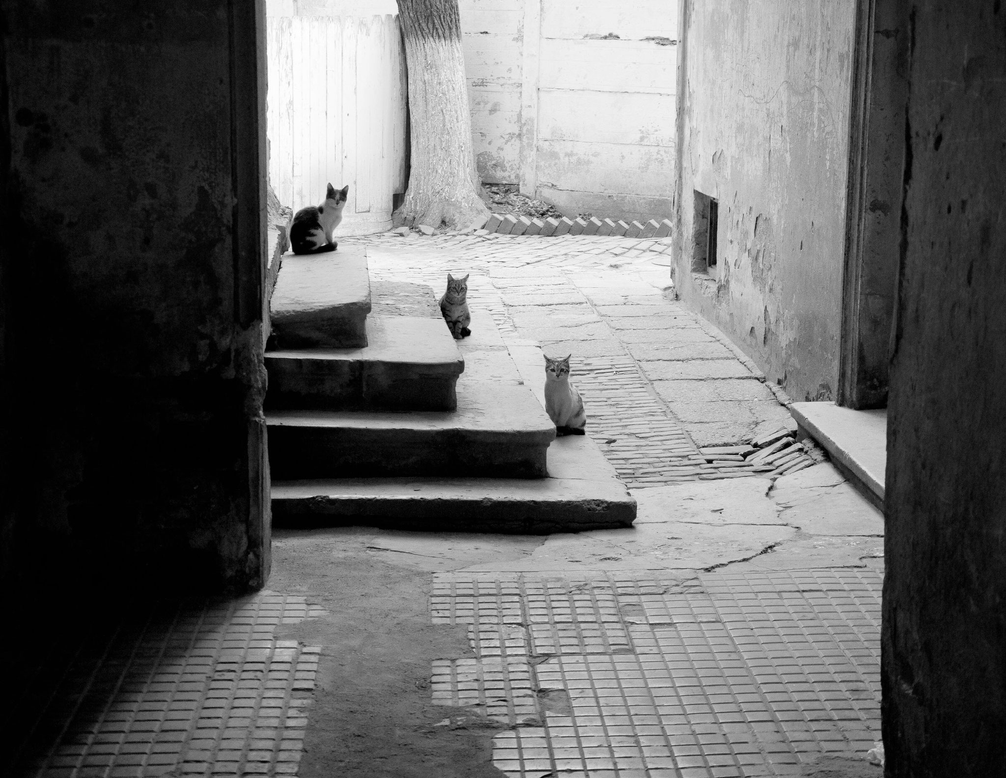Cornel Hlupina (Romania) - Waiting