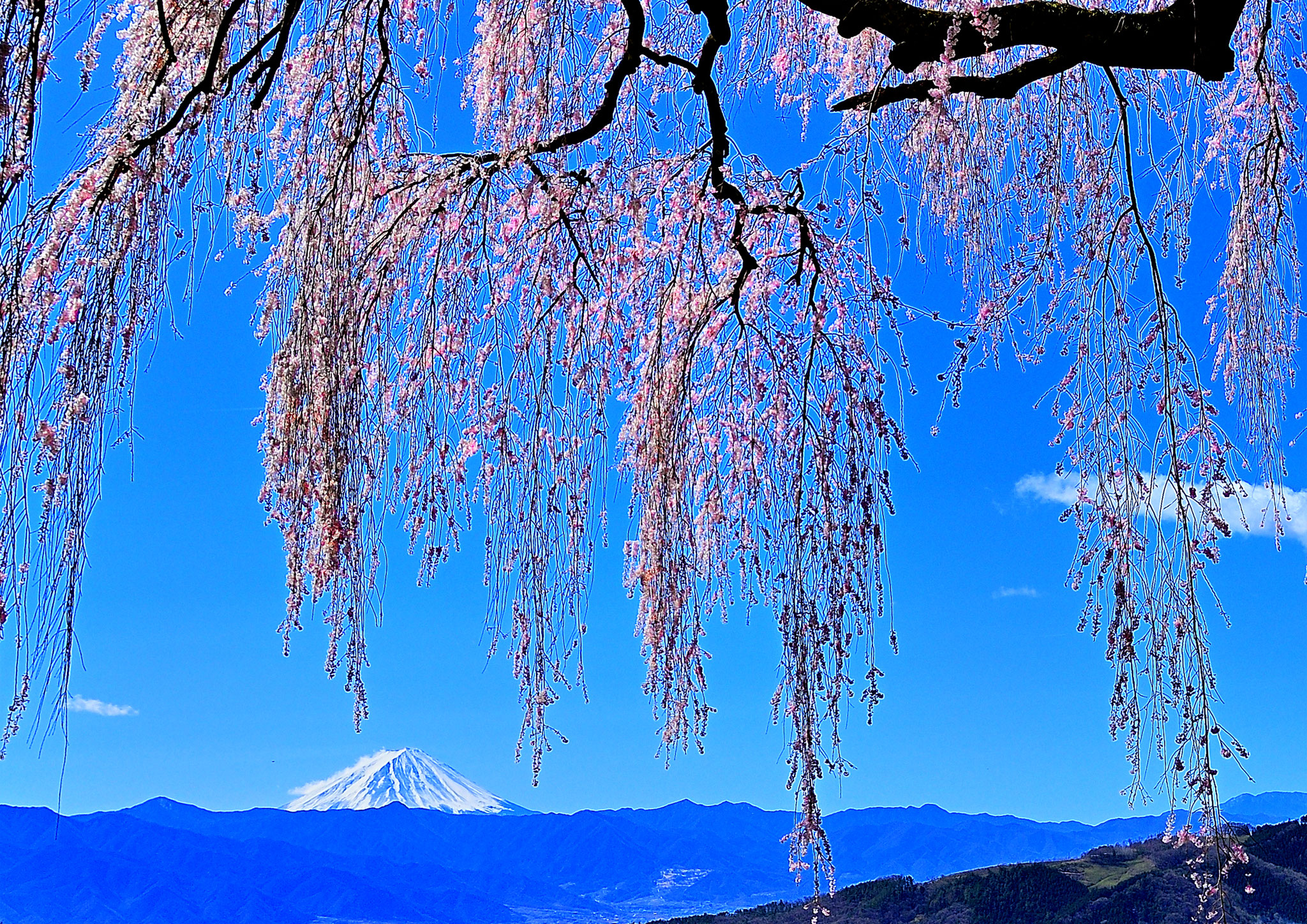 Kato  Masami (Japan) - Okkazuma s weeping cherry