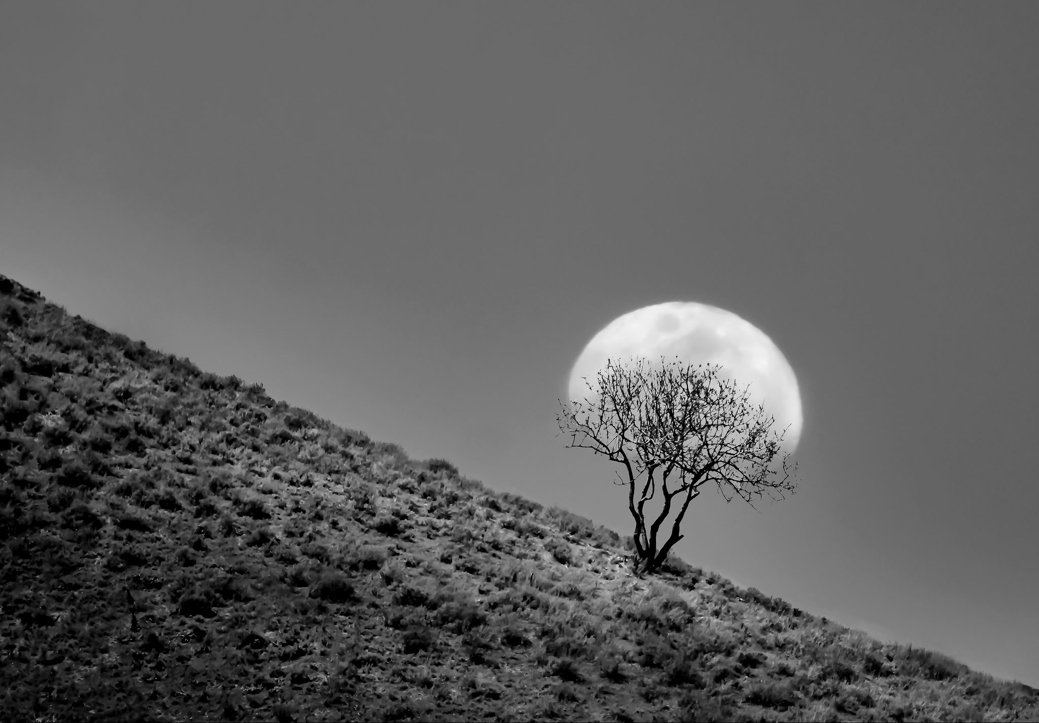 Yarta Younesi (Iran) - The root of the moon