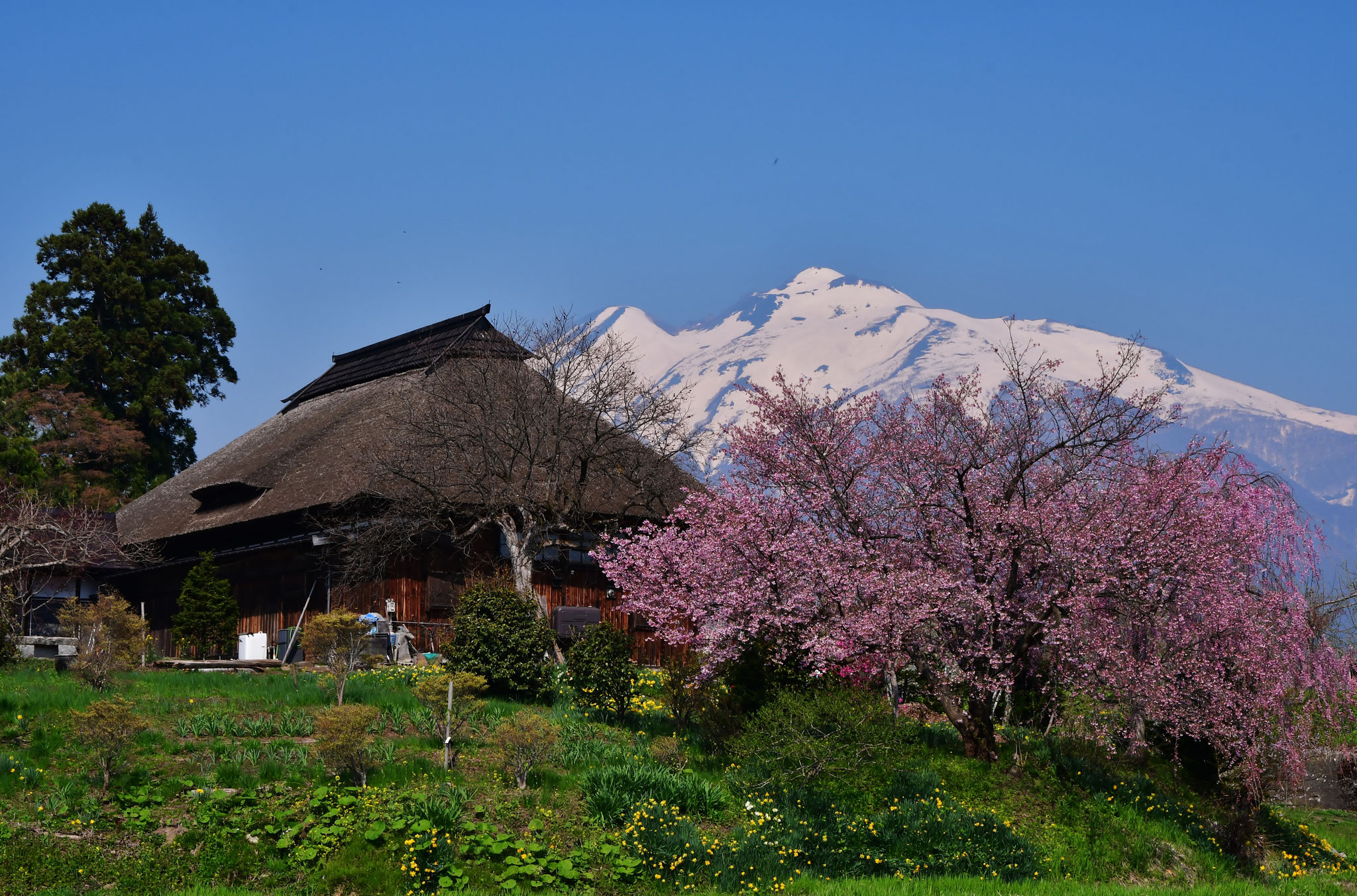 Katsushige Kawano (JP) - Acoperiș de paie și flori de cireș - Thatched roof and cherry blossoms - 茅葺き屋根と桜