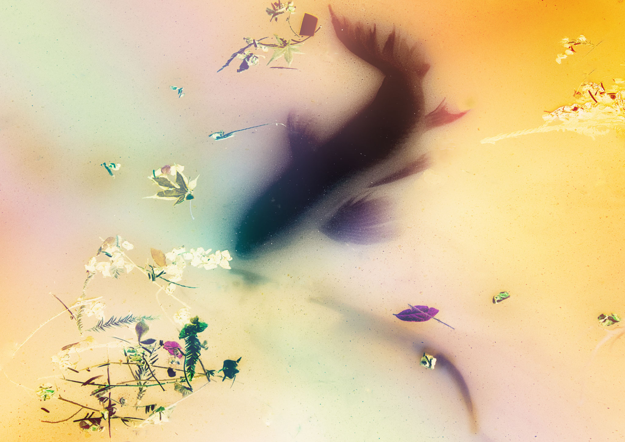  Kato Masami (Japan) -  Dream...