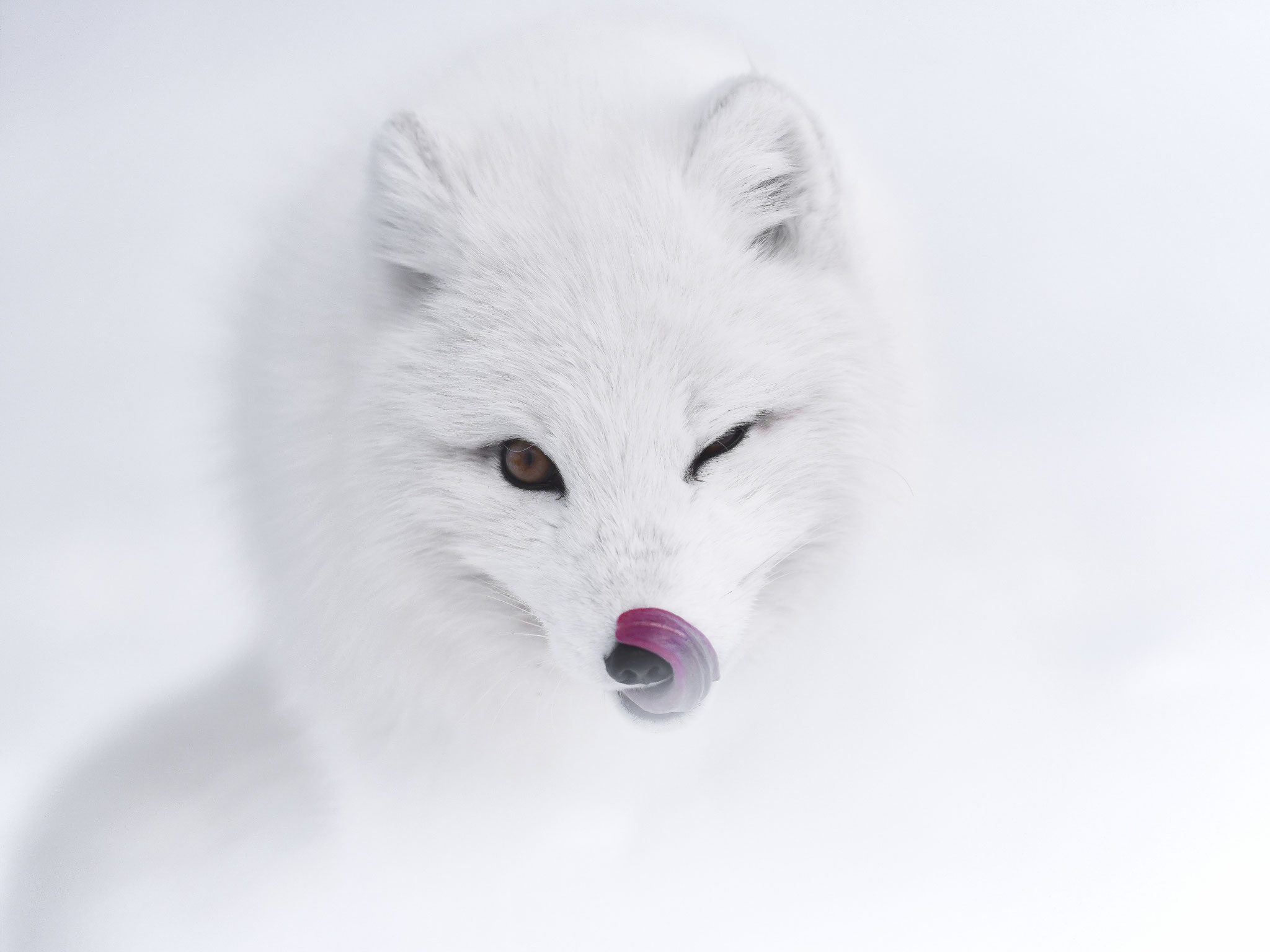 Tibor Kercz (Hungary) - Arctic fox