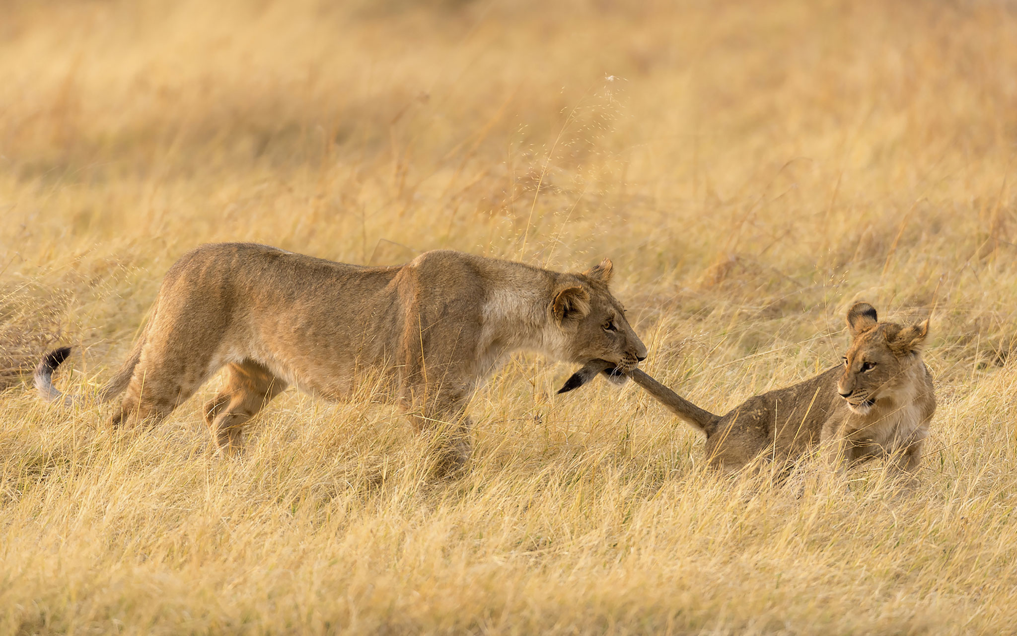 Marco Poggioni (Italy) - Lion and Lioness