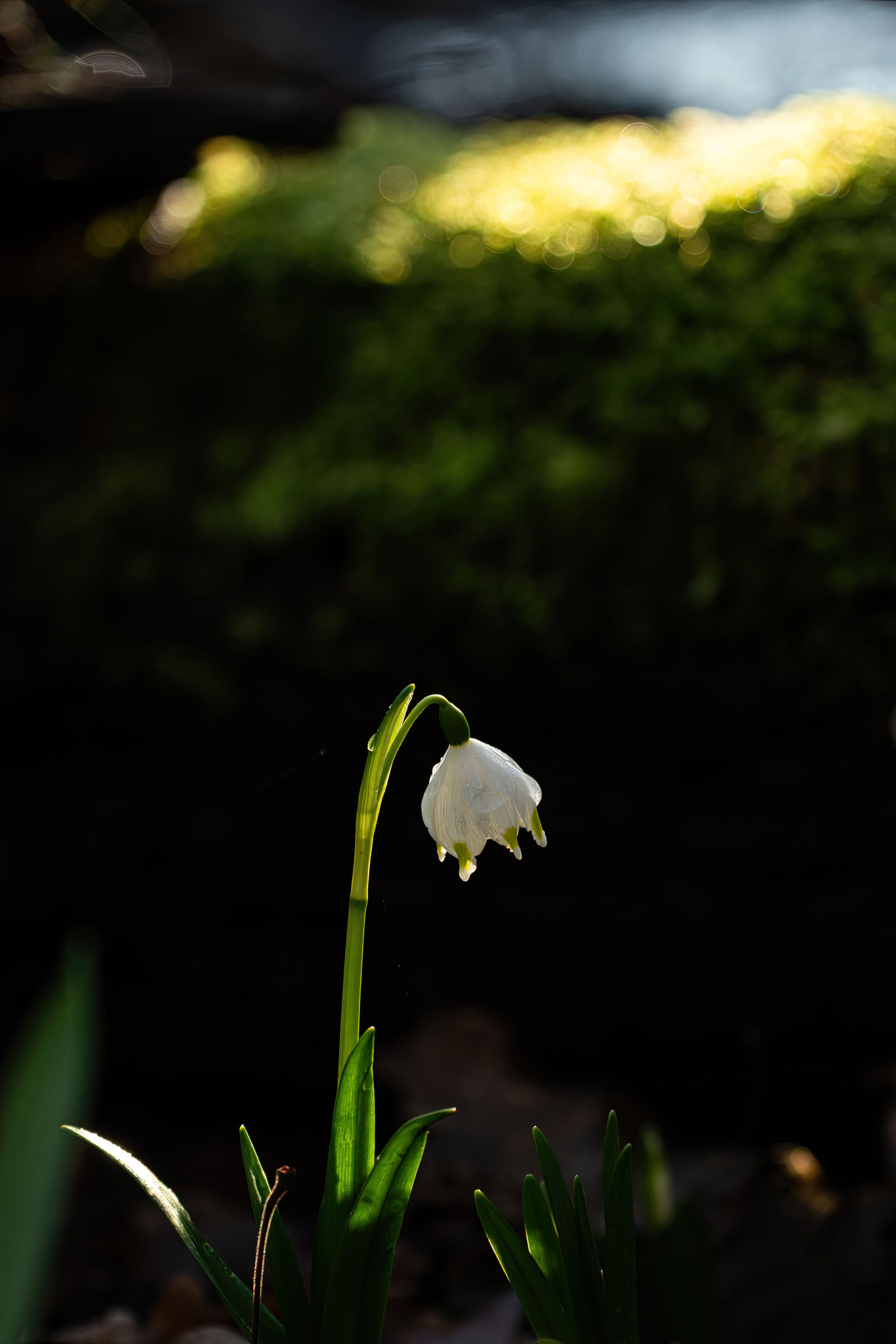 Foto: Maráczi László