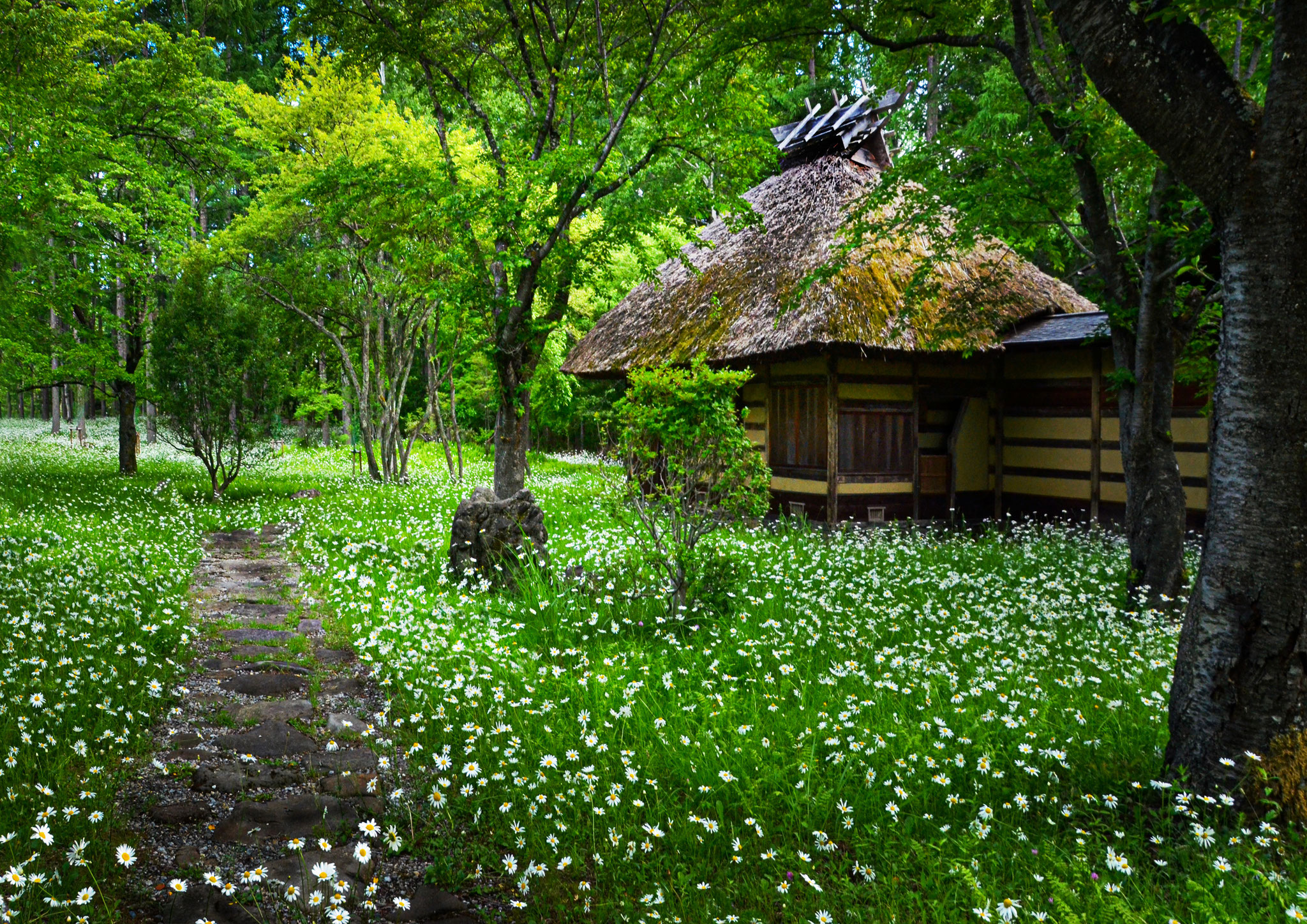 Tomoko Kamikura (JP) - Spring in the mountains - Primavara la munte - 山里の春