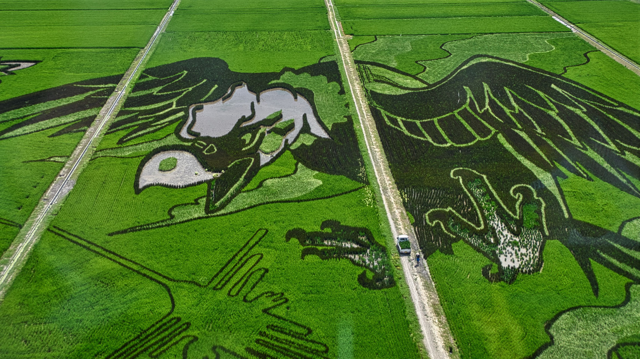 Masami Kato (JP) - Câmp de orez artistic- Rice field art - 田んぼアート