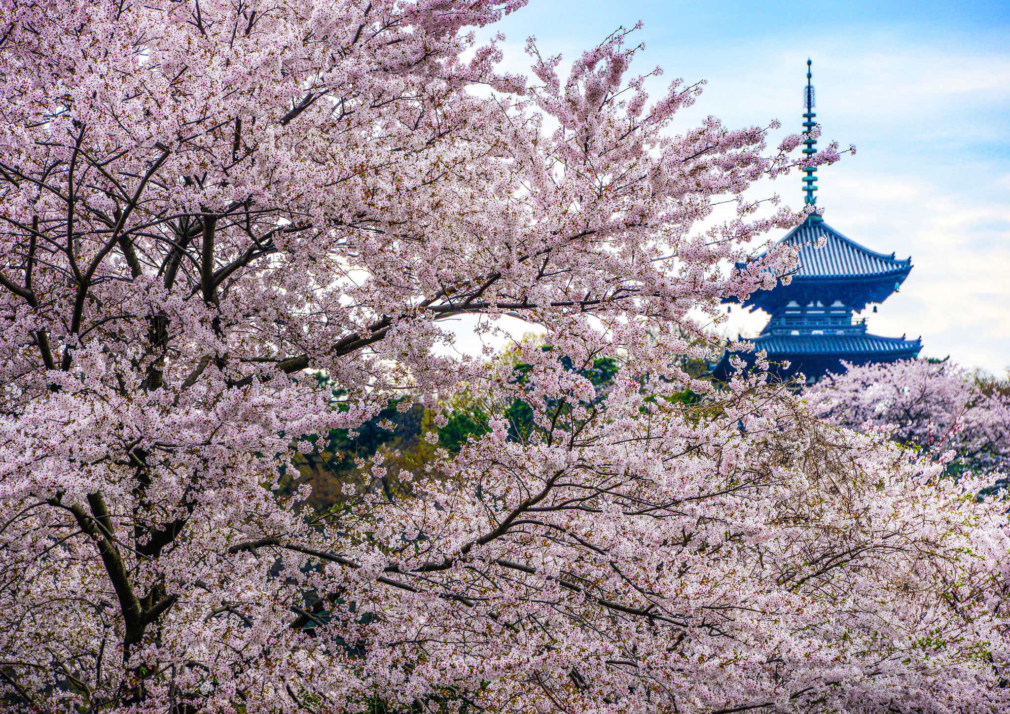 Kazuaki Kamikura (JP) - Spring full bloom - Primăvara înflorită - 春爛漫