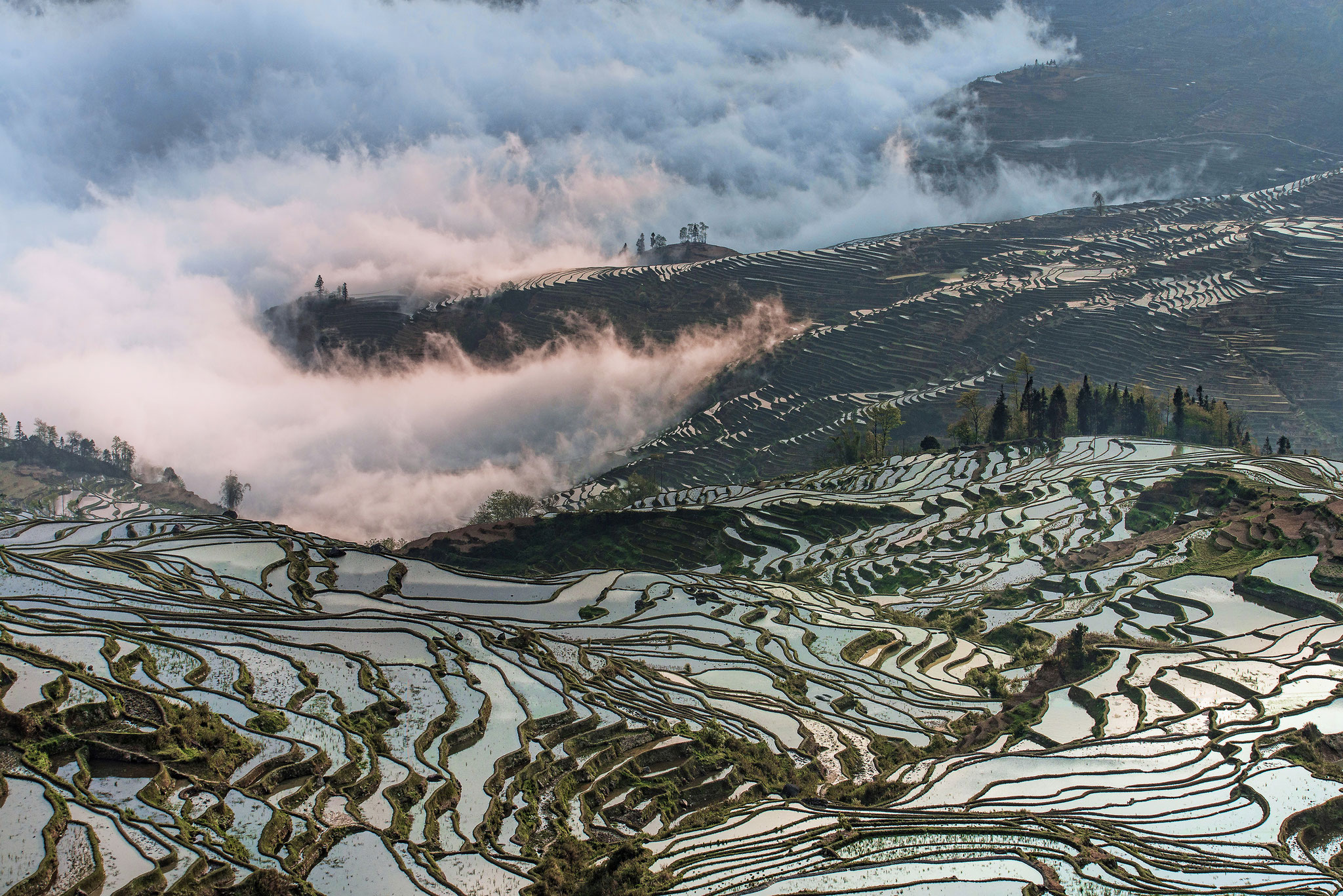 Zsuzsa Széchényi (Hungary) - Foggy rice field