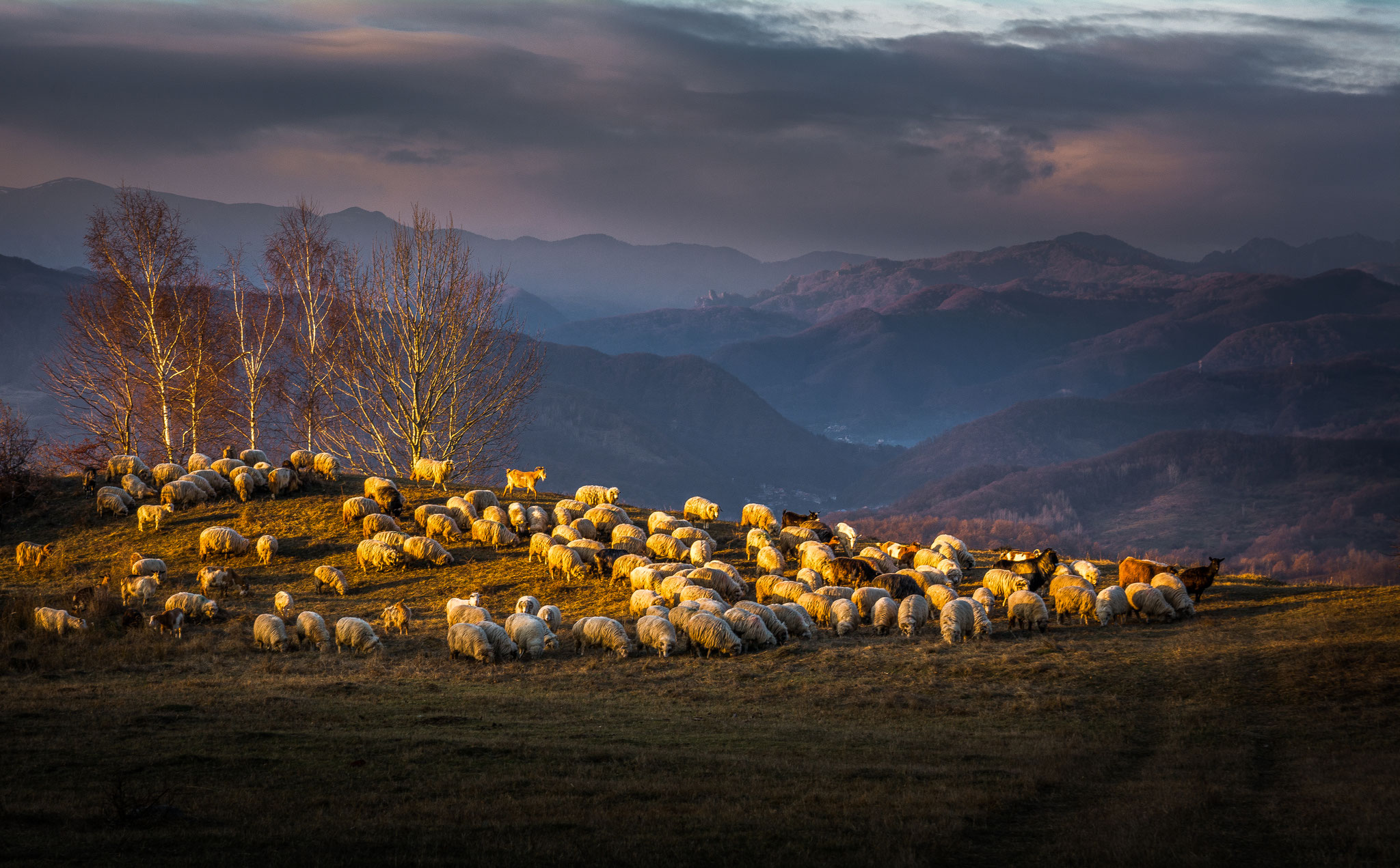 Cătălin Vezetiu (Romania) - Magic Evening