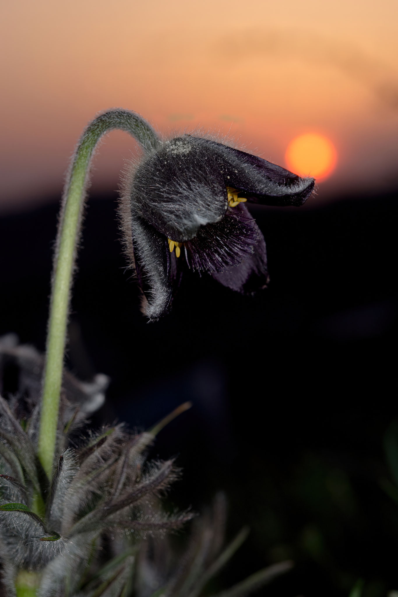Foto: Maráczi László
