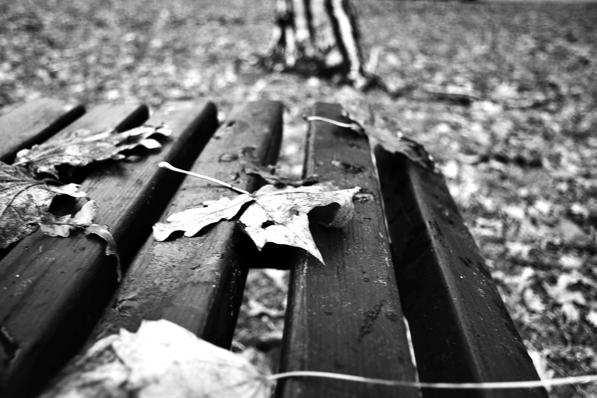 Hős Norbert (SRB) - The fall 
