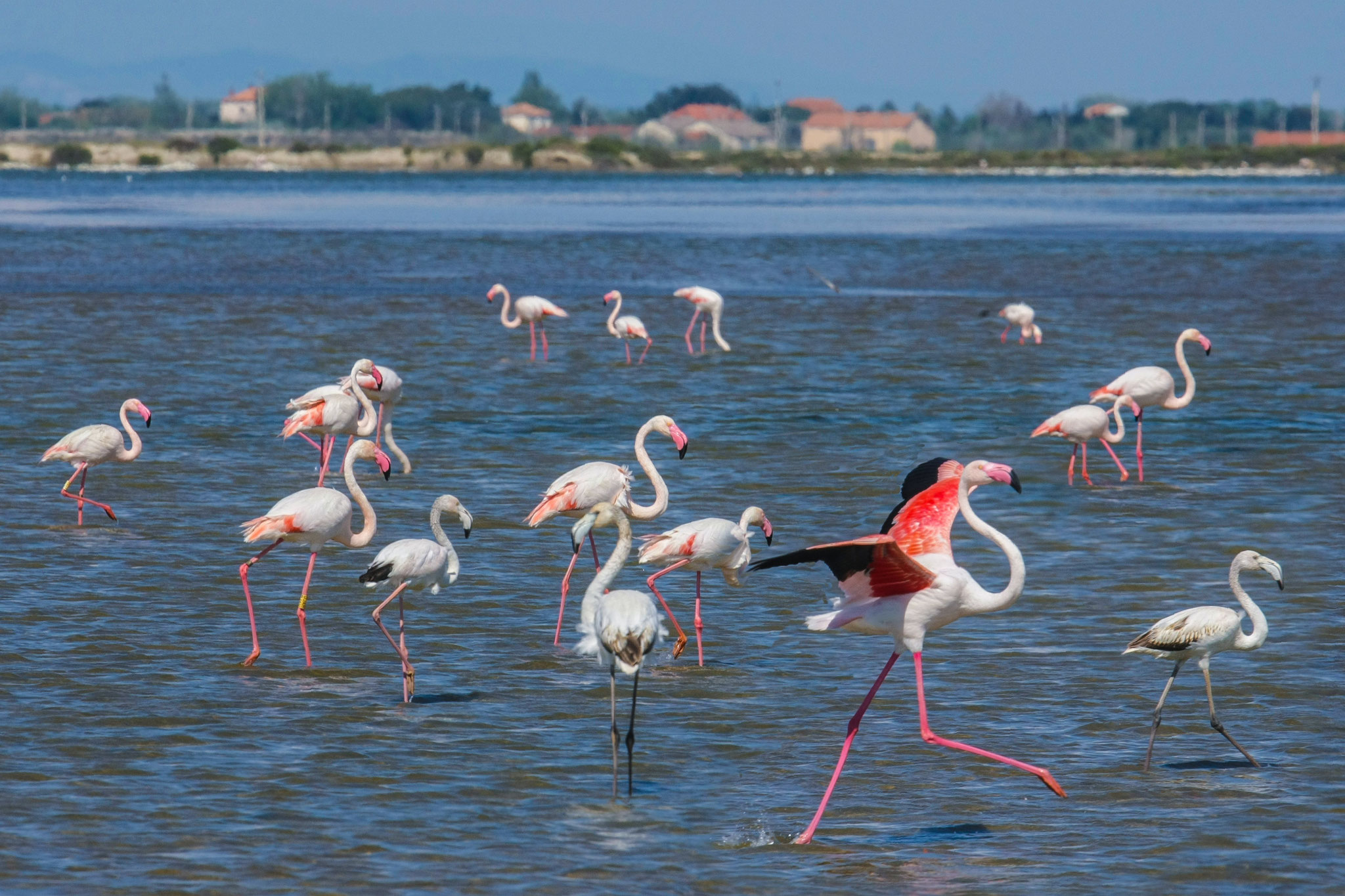 Flamants roses dans le salin de Giraud
