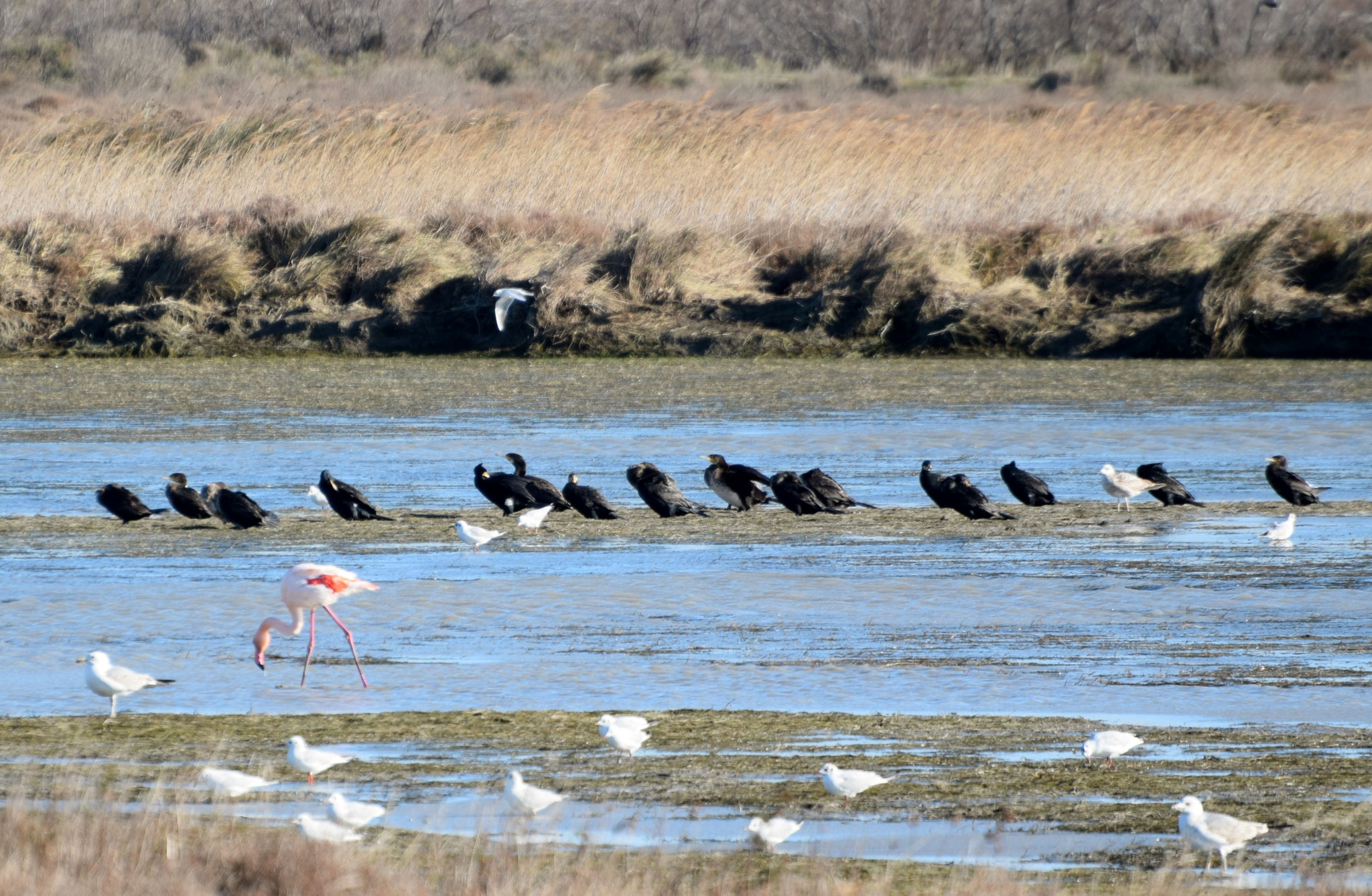 Oiseaux dans le salin de Giraud 