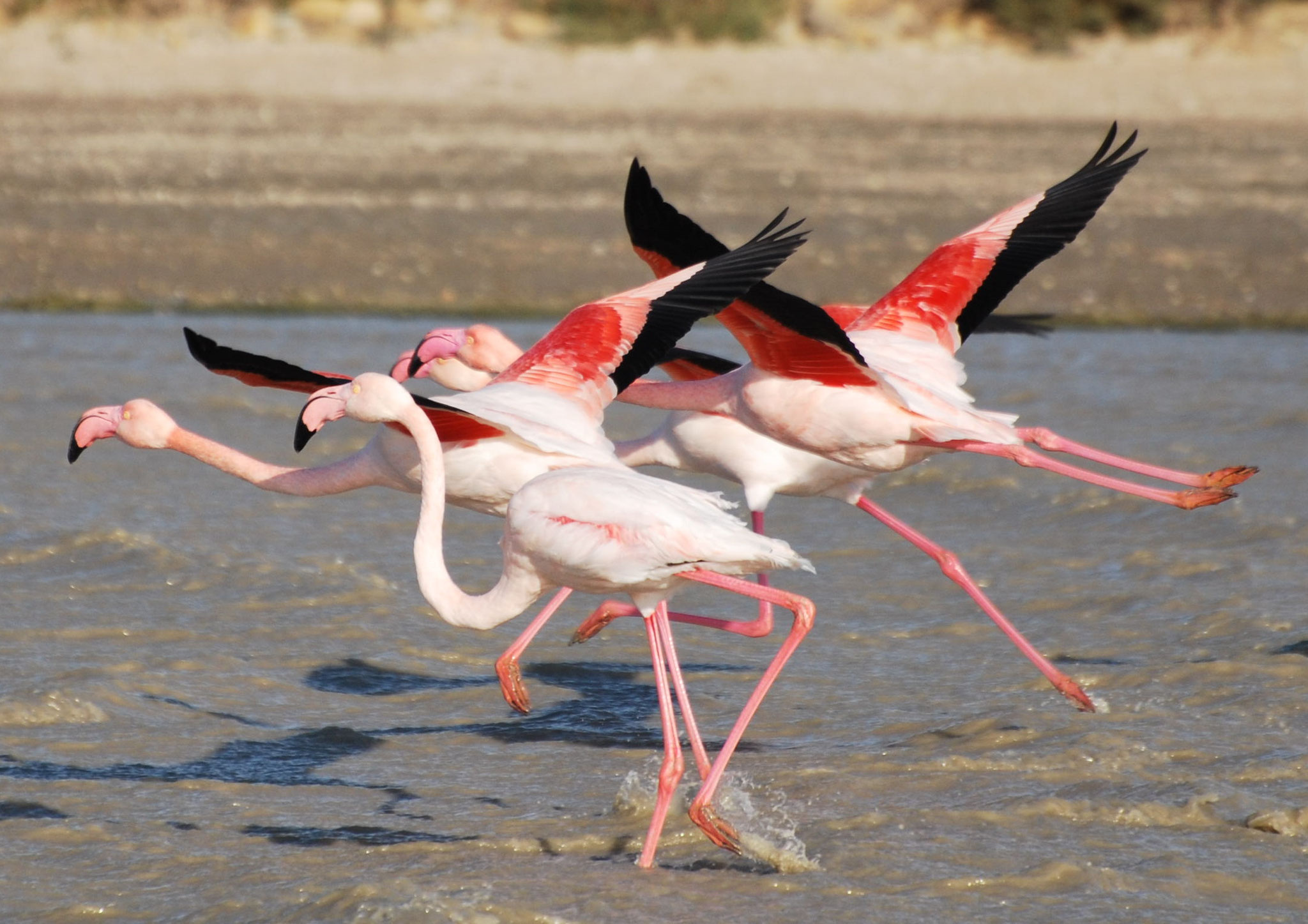 Envol de Flamants roses
