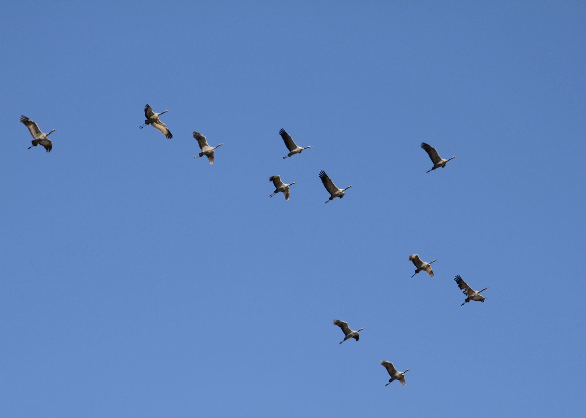 Vol de Grues cendrées