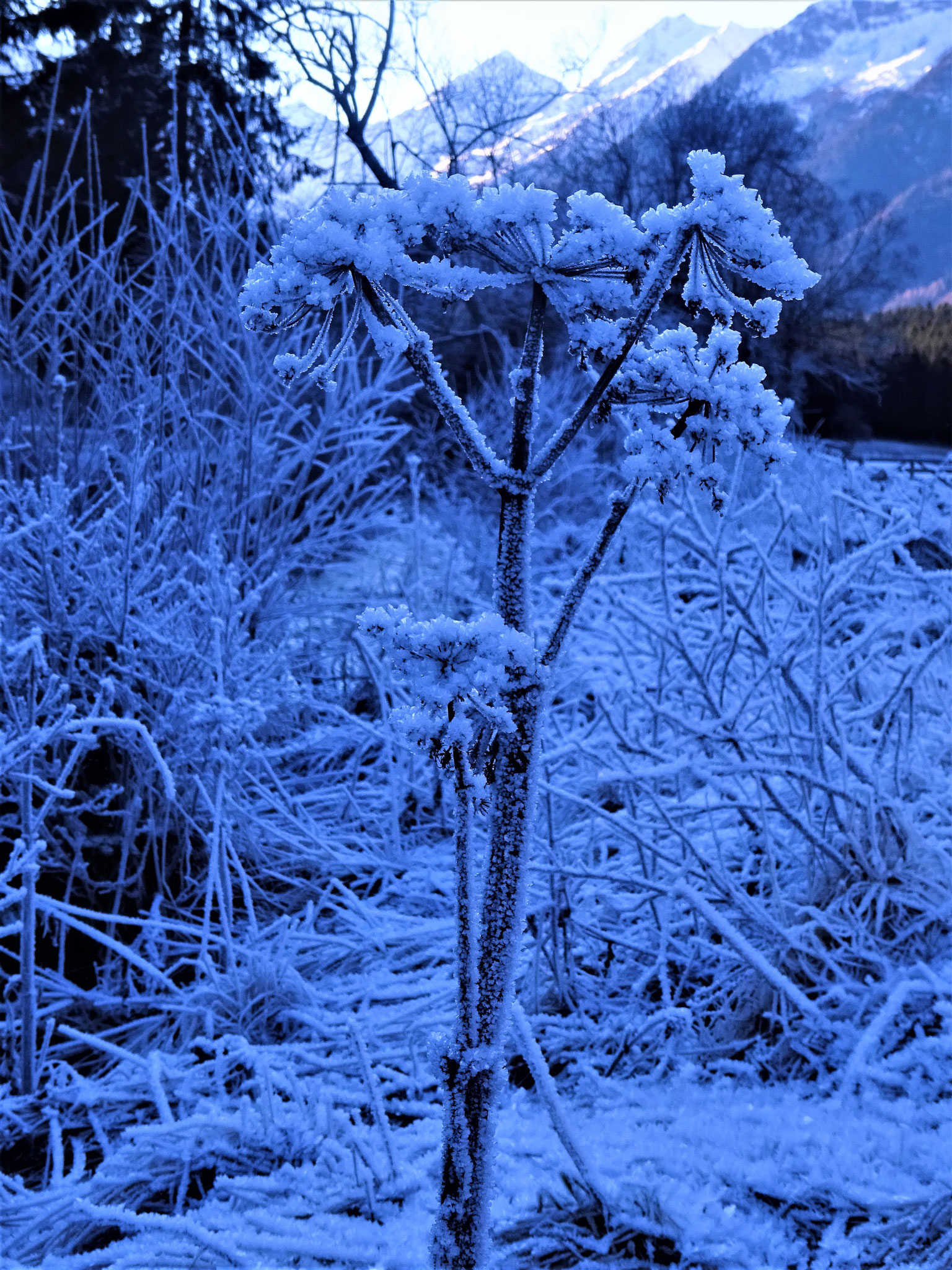 Engelwurz im Winter