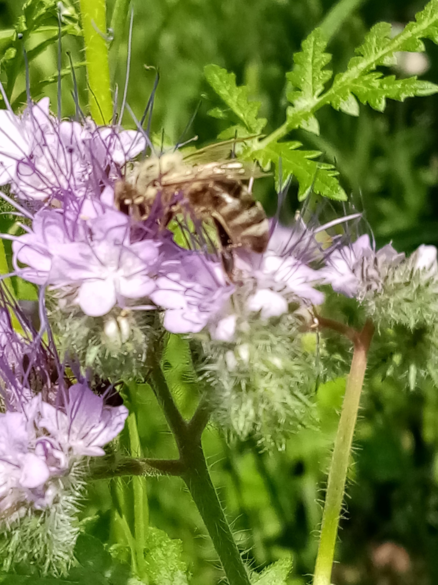 Bienenfreund