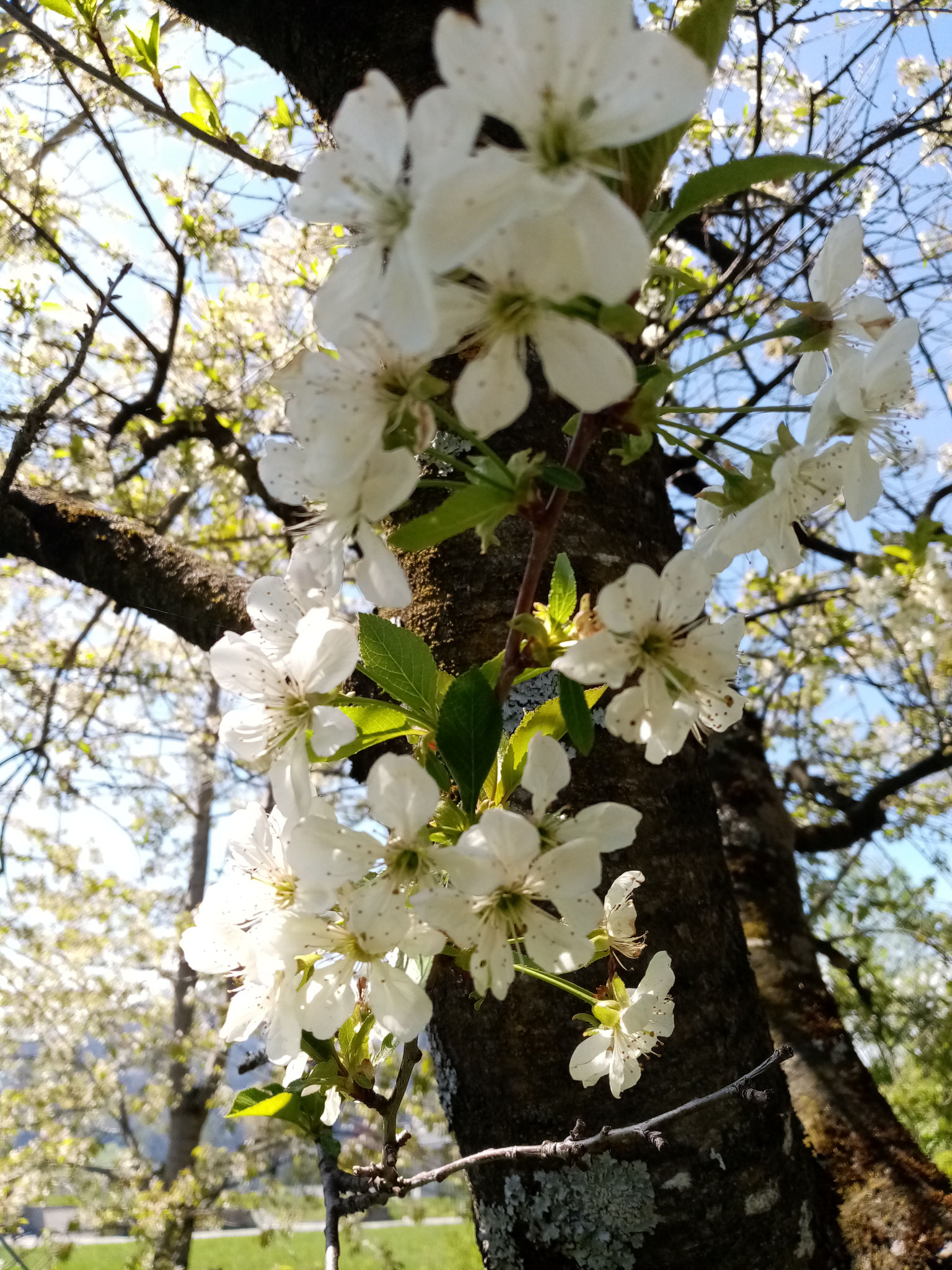 Kirschblüte