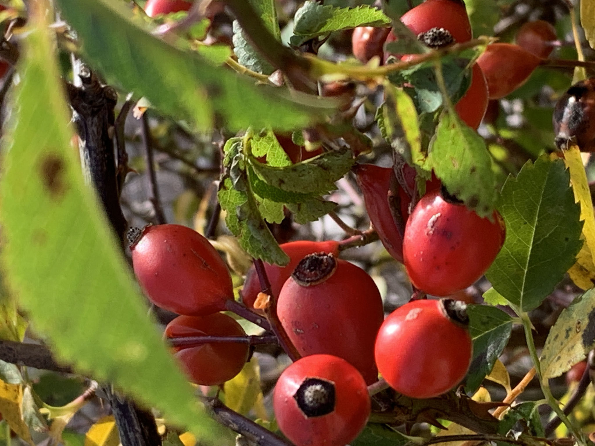 Was wird diesmal verarbeitet?