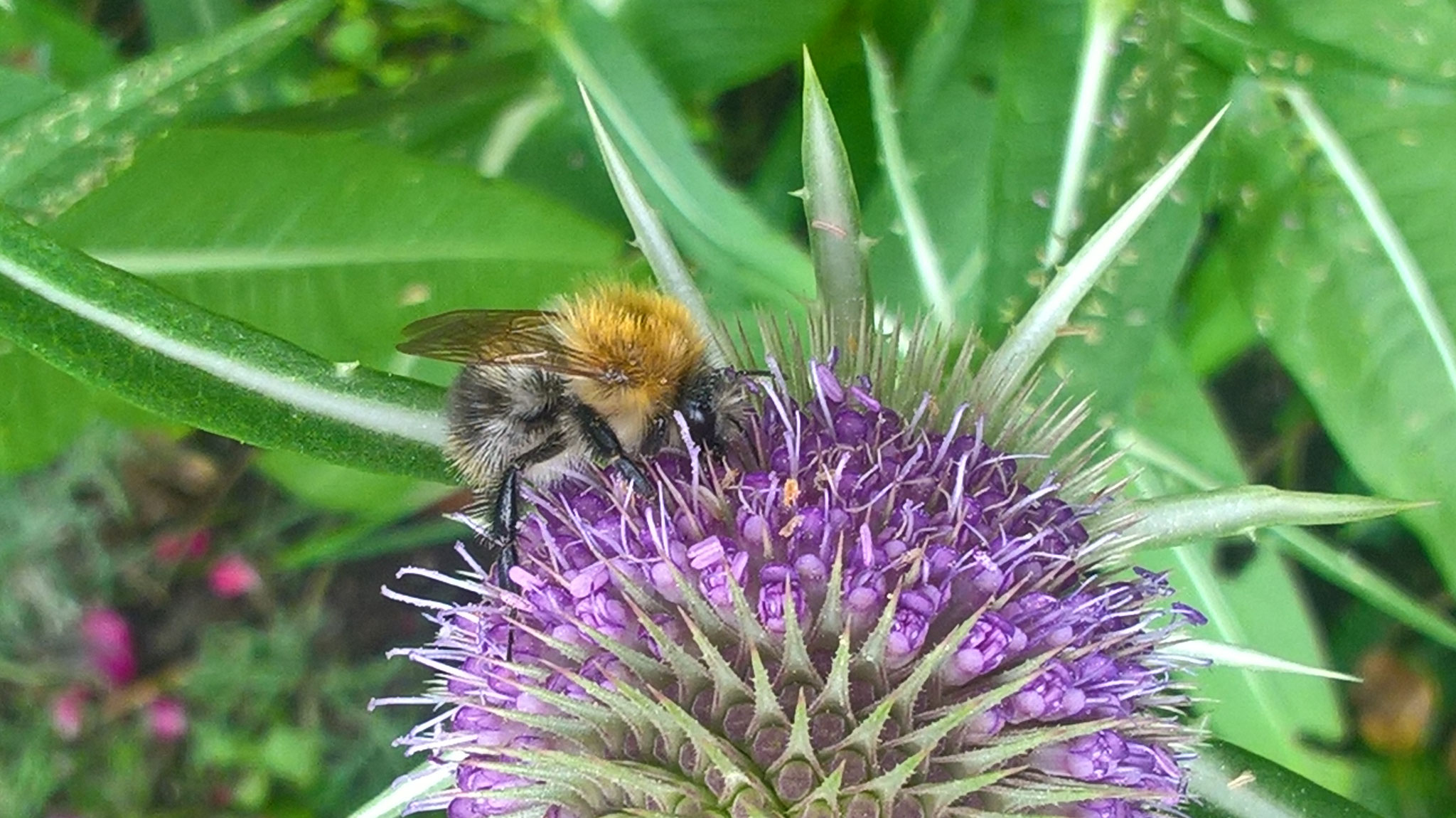 Karde mit einer hungrigen Hummel