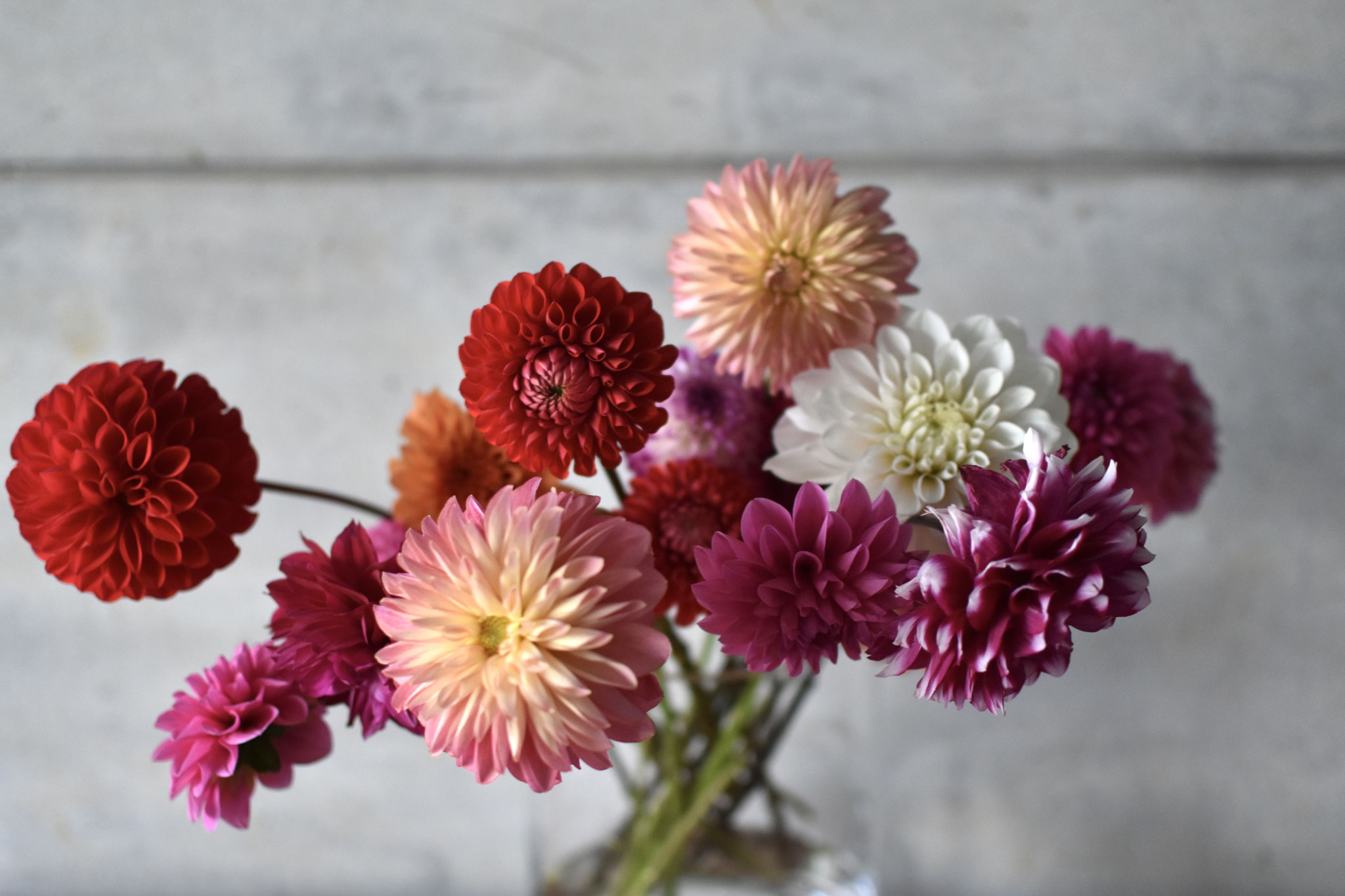 Flowers don’t tell ,they show tairaflower