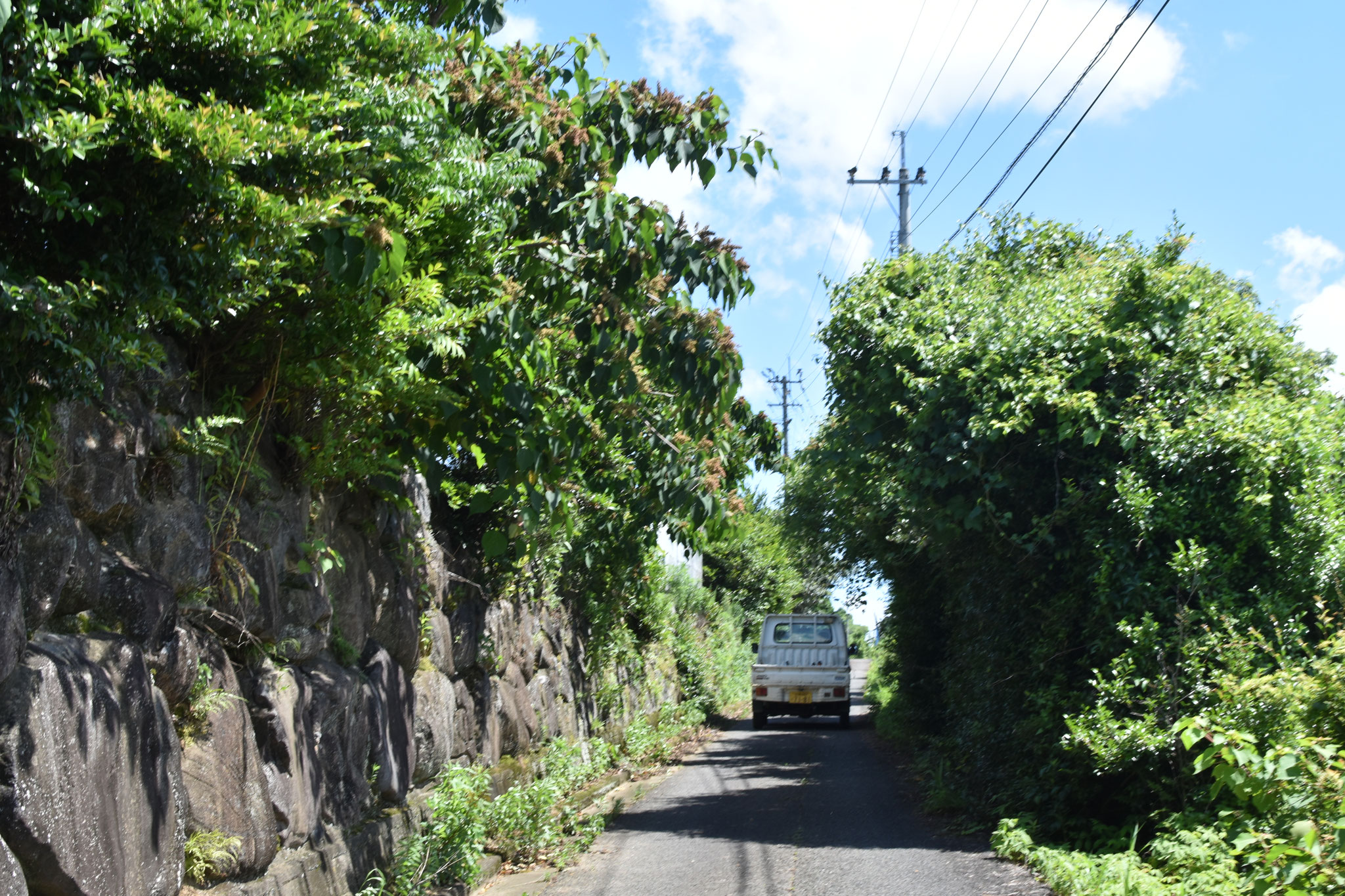 Flowers don’t tell ,they show tairaflower