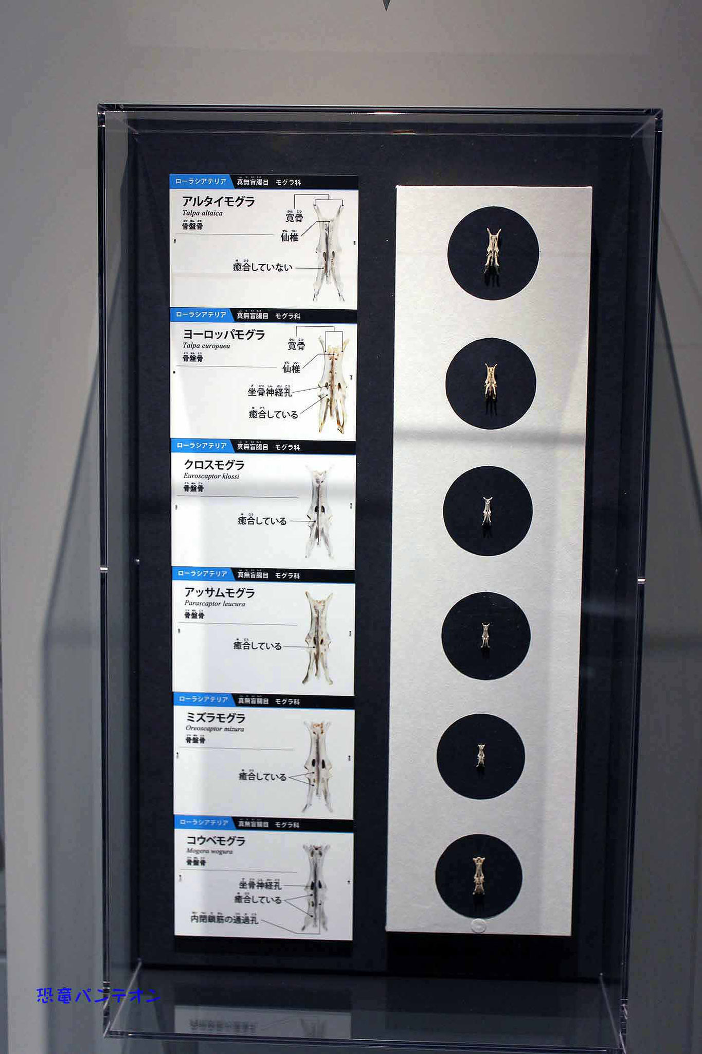 モグラ6種の骨盤骨　癒合の程度は地下適応のレベルを示すと考えられる