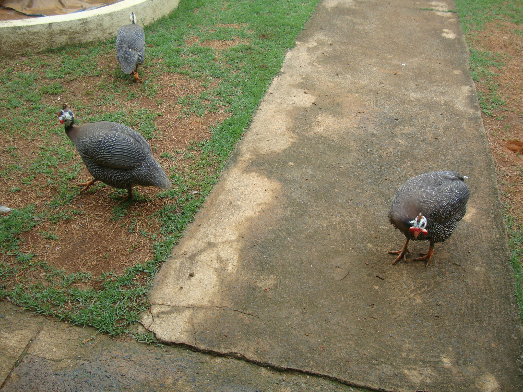 ホロホロ鳥も飼っていますが、様々な動物に狙われ食べられてしまうことも多く。。。